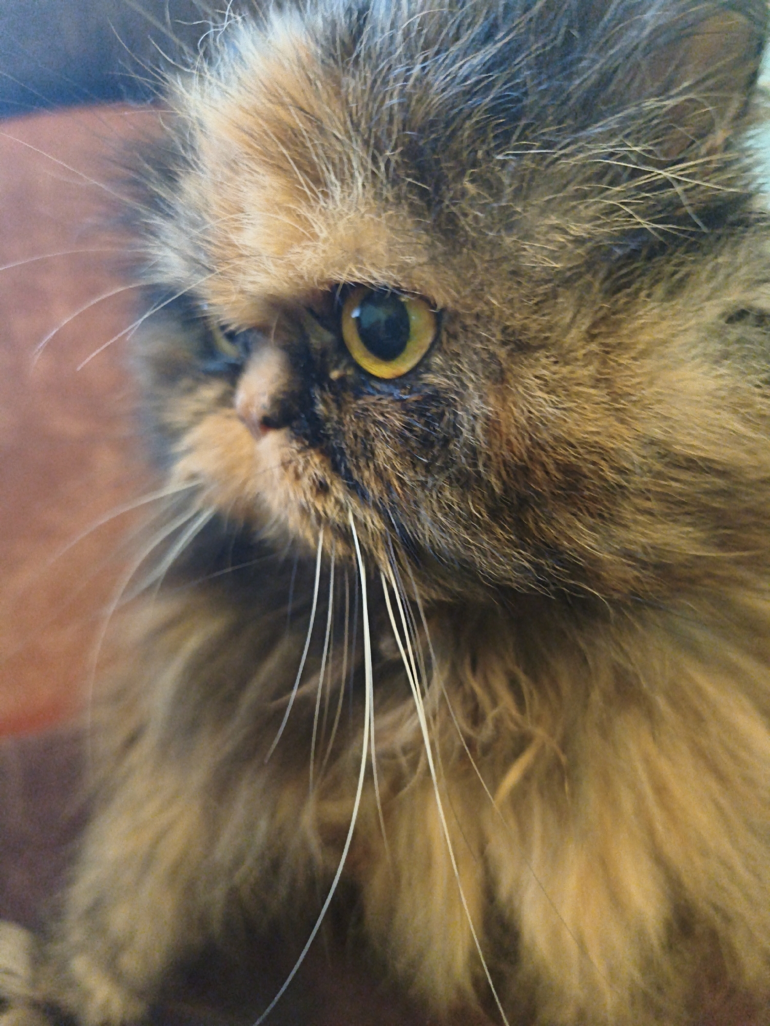 Persian cats and a tomato plant at home
