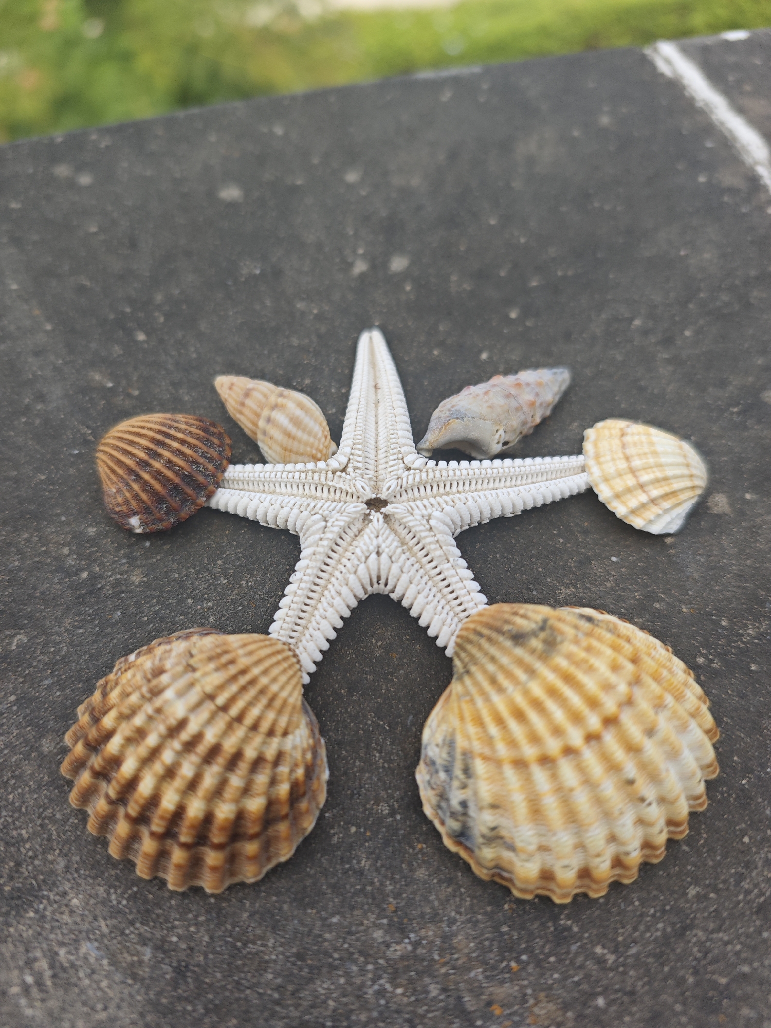 Starfish and shells arranged on a stone surface in southern Spain