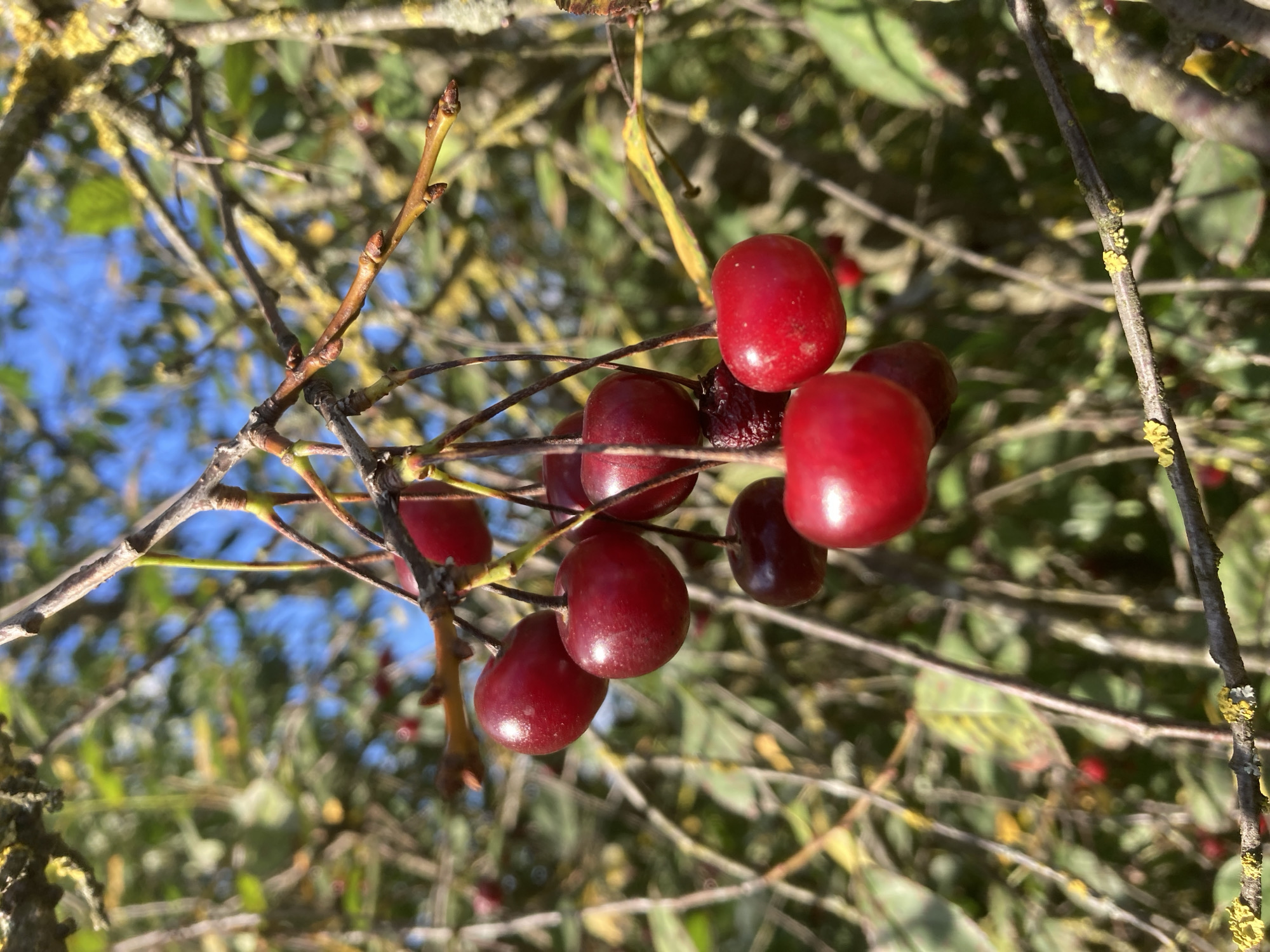 Ripe cherries on the branch in rural Belarus