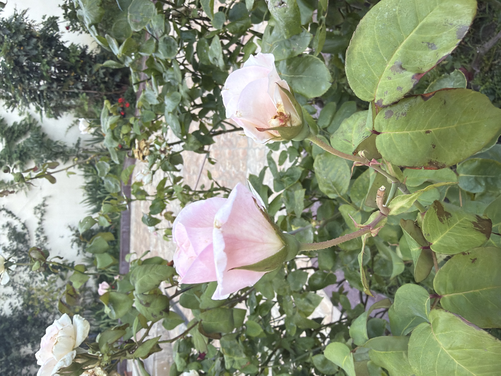 Close-up garden tour: roses, petunias, and courtyard blooms
