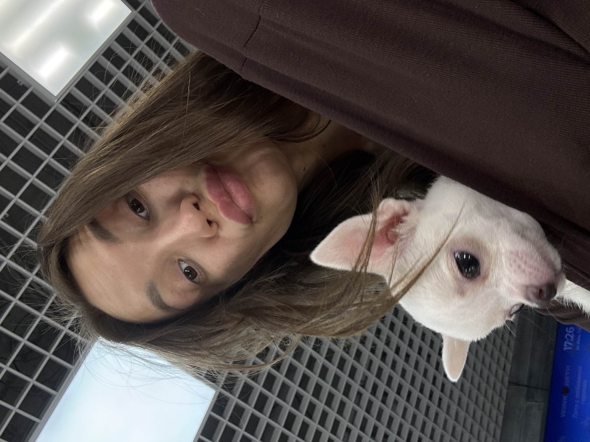 Tiny white Chihuahua puppy settles into a Nizhny Novgorod home