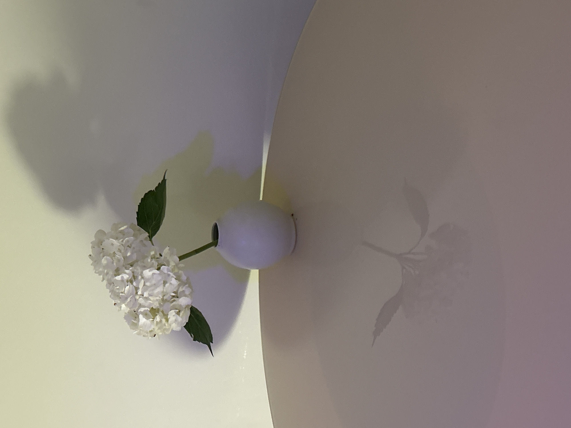 White hydrangea photographed on table in Barcelona evening