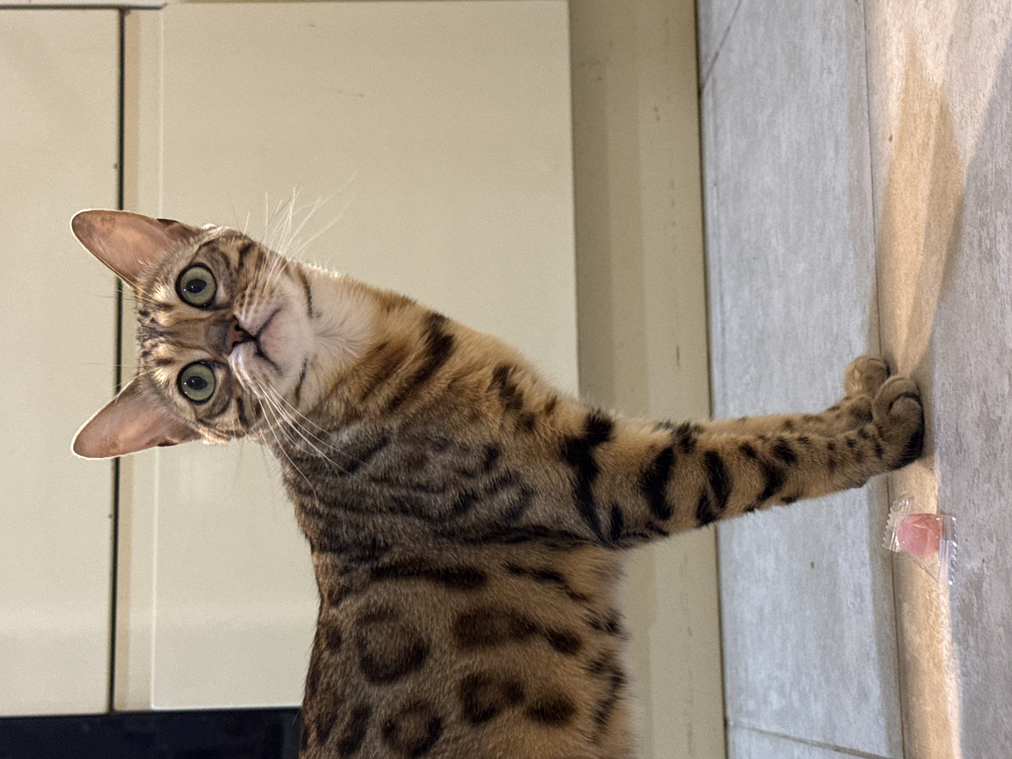 Bengal cat's daily routine documented in Partenit home