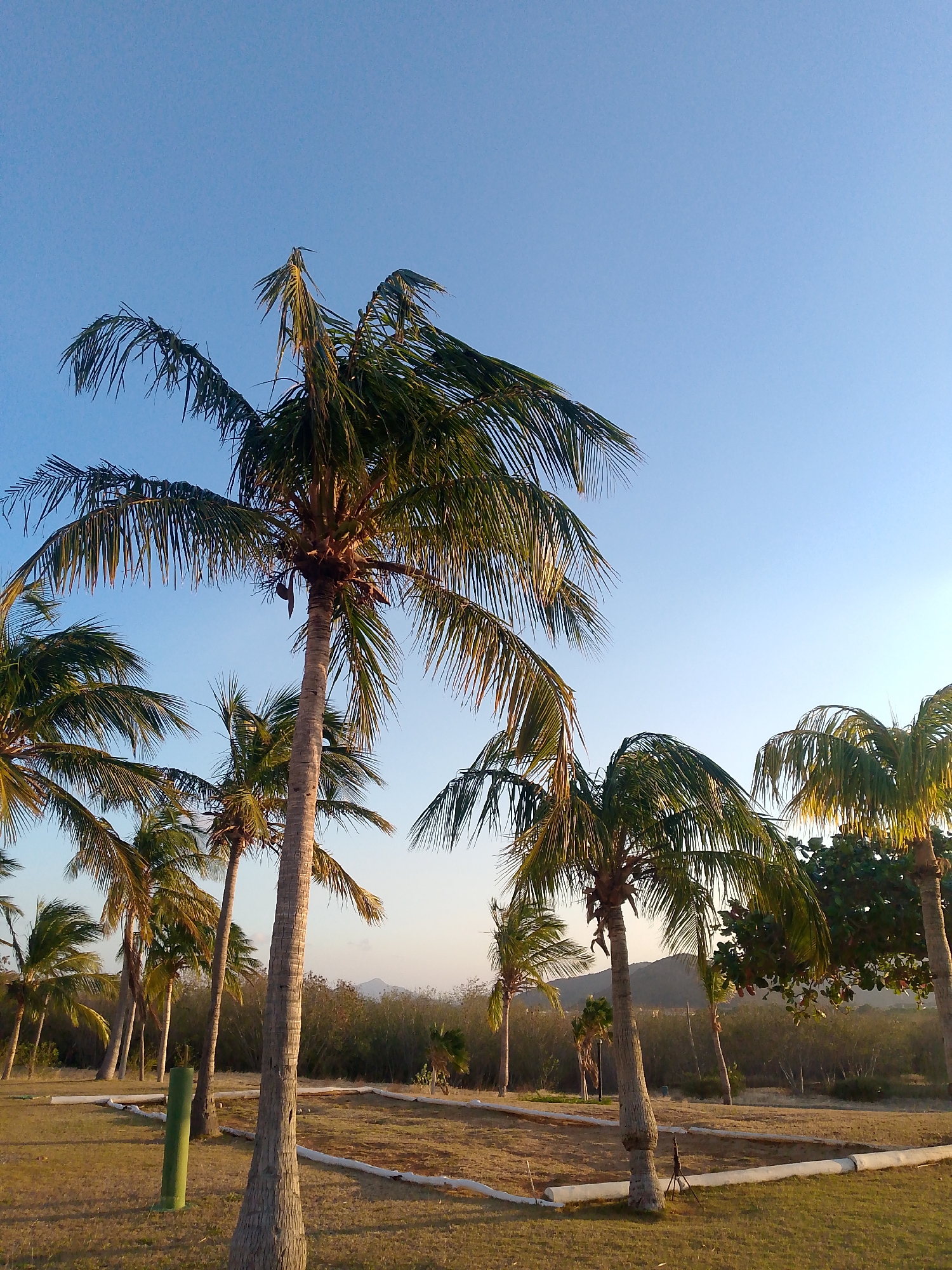 Tourist documents tropical resort scenes in Pedro González, Venezuela