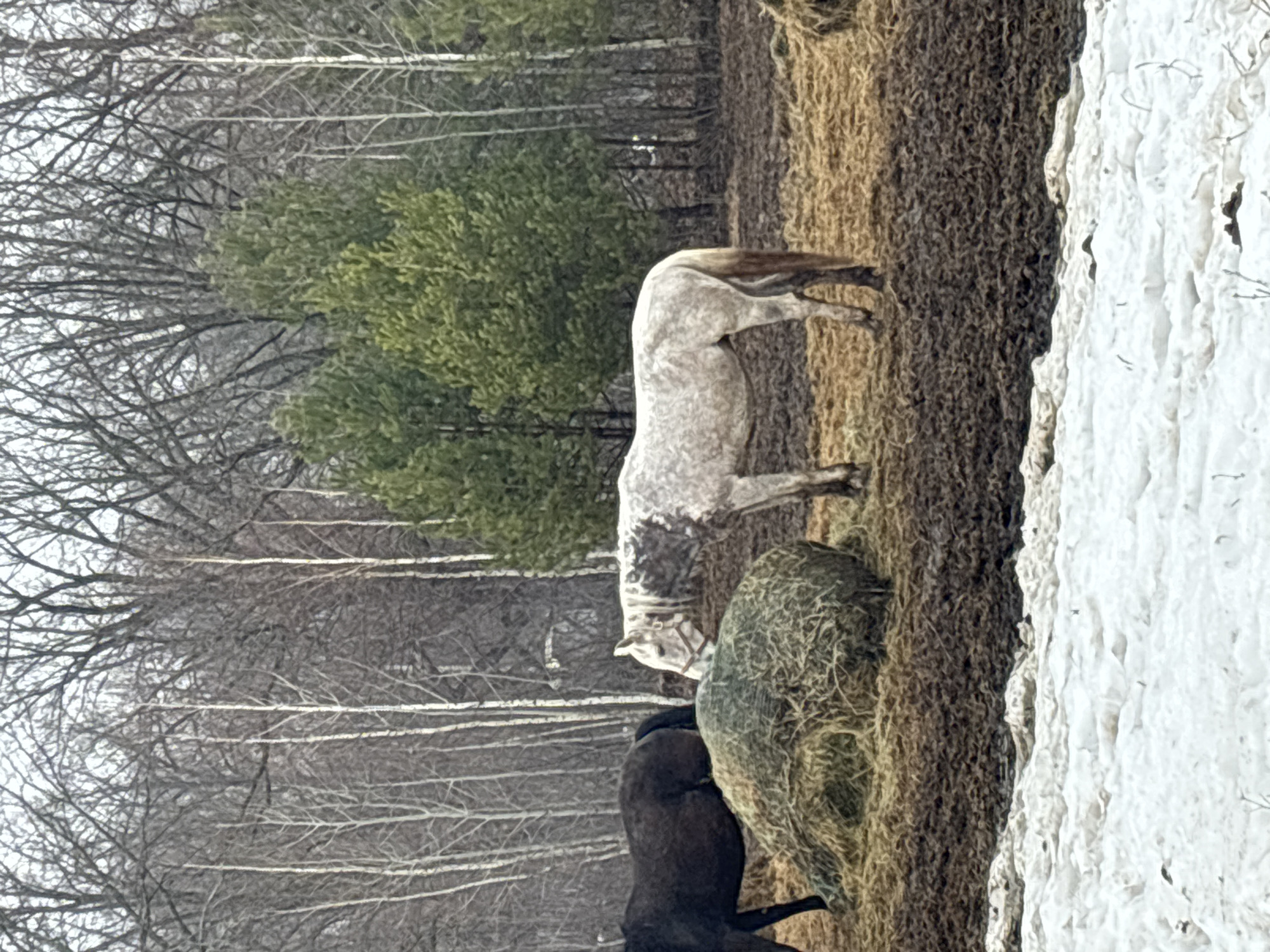 Horses observed in snowy field near Noviy, Russia
