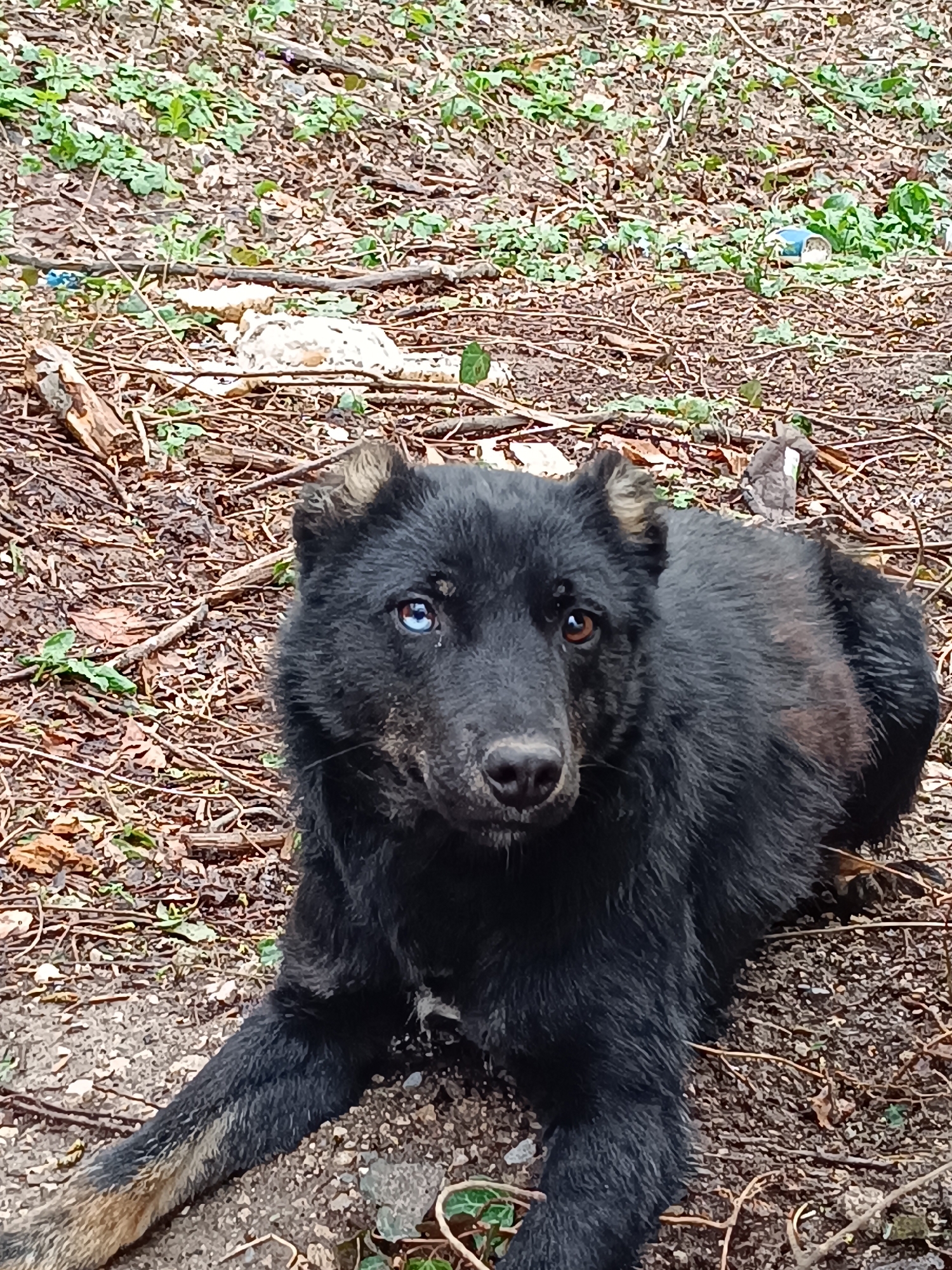 Black dog with different colored eyes spotted in Lozevo