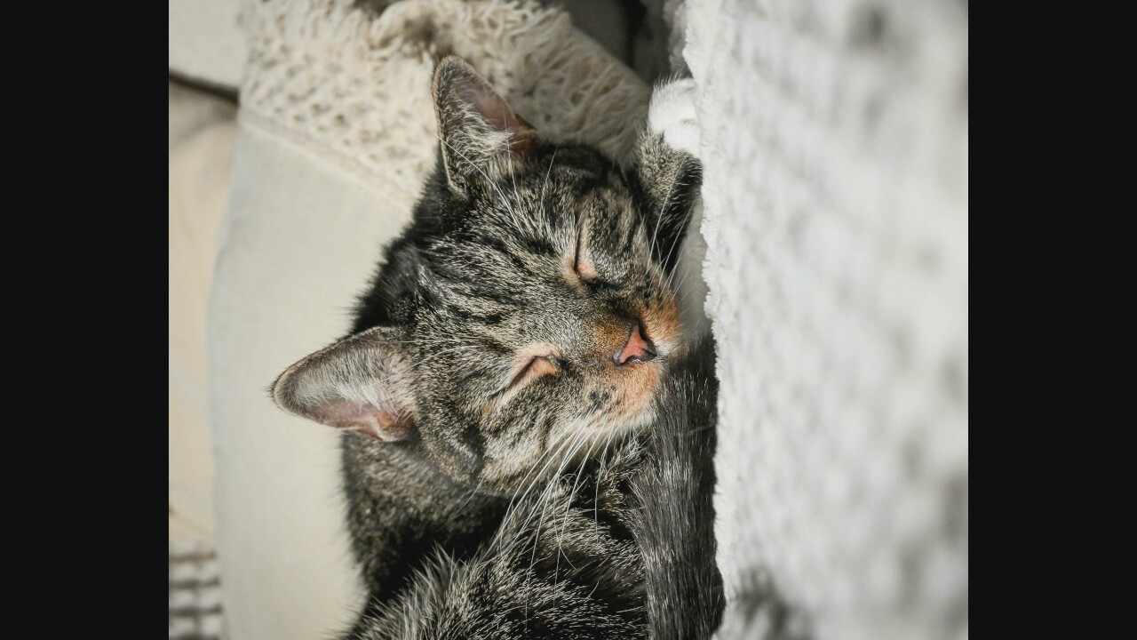 Pets, plants, and outdoor moments from a personal feed