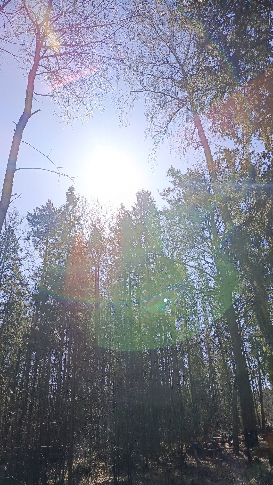 Morning forest scenes documented across rural woodland area