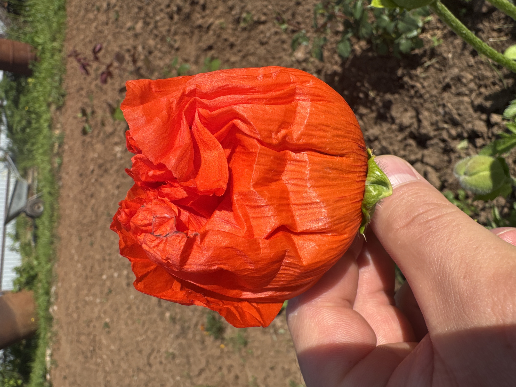 Person holds vibrant poppy flower in Chaikovsky, Russia