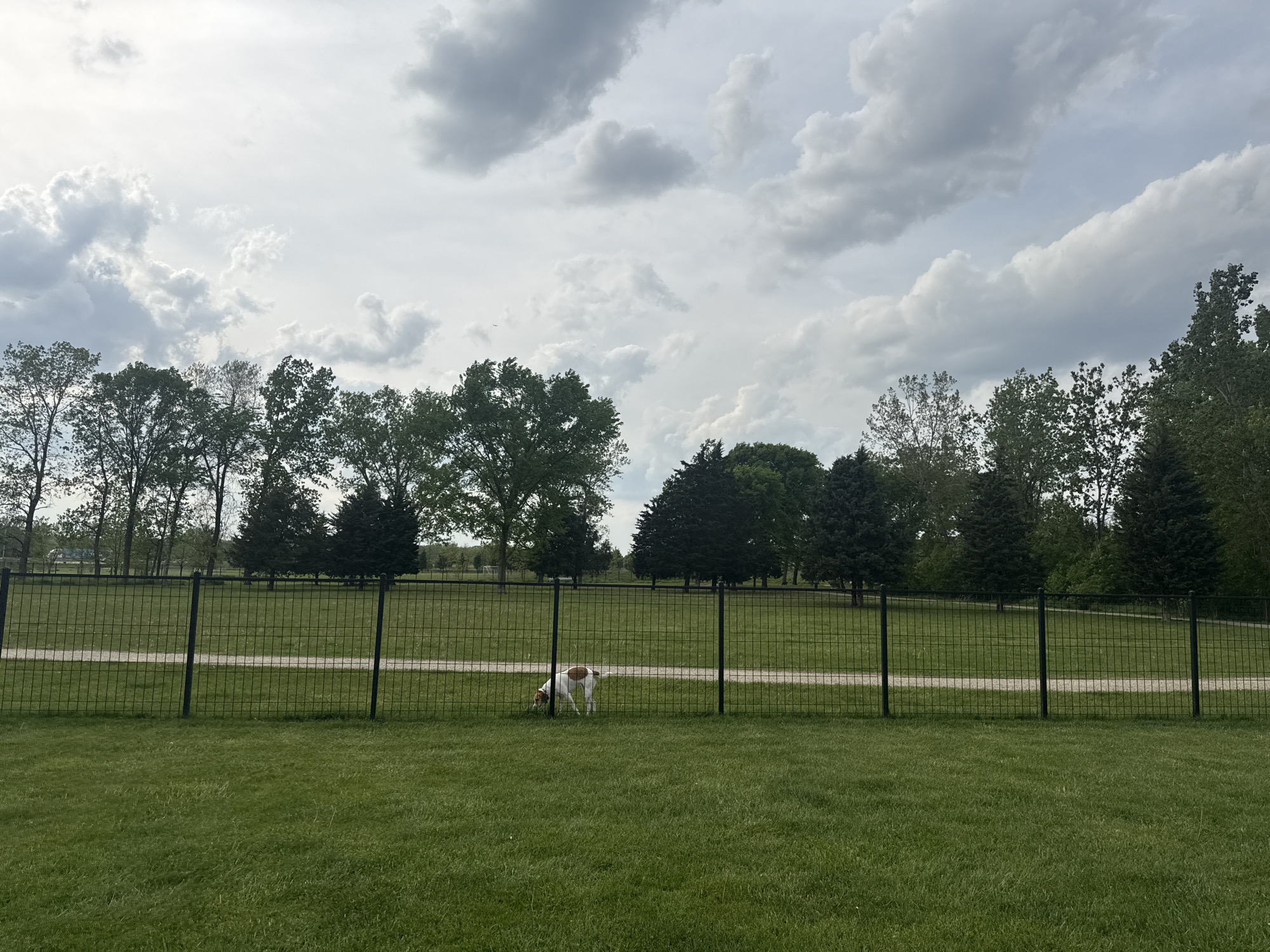 Evening dog play session in Glenview park