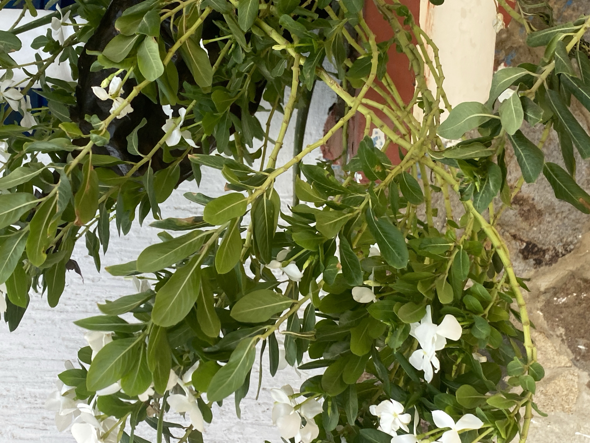 Everyday scenes captured in Juan Griego: flowering plants, street life