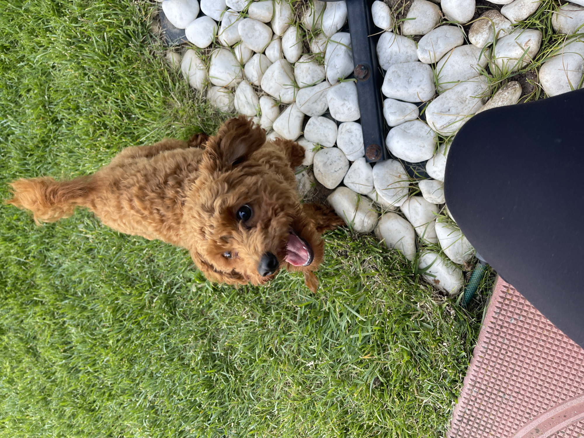 Sofia resident documents afternoon self-care session with playful poodle