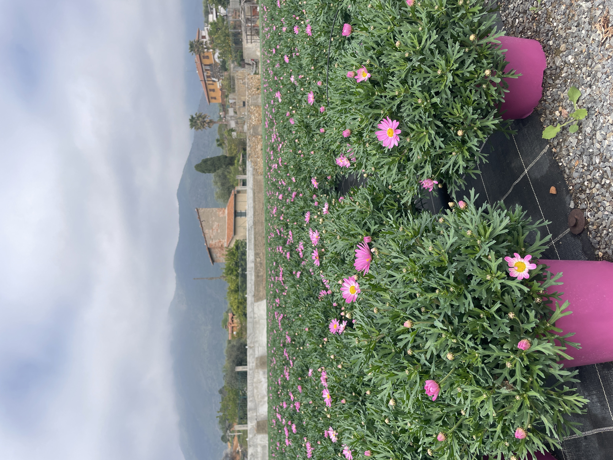 Pink daisy cultivation observed in commercial flower fields, Albenga