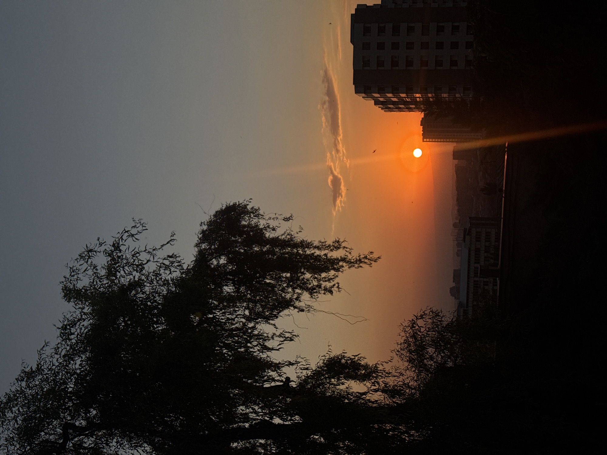 Weeping willow silhouette against a warm Yerevan sunset