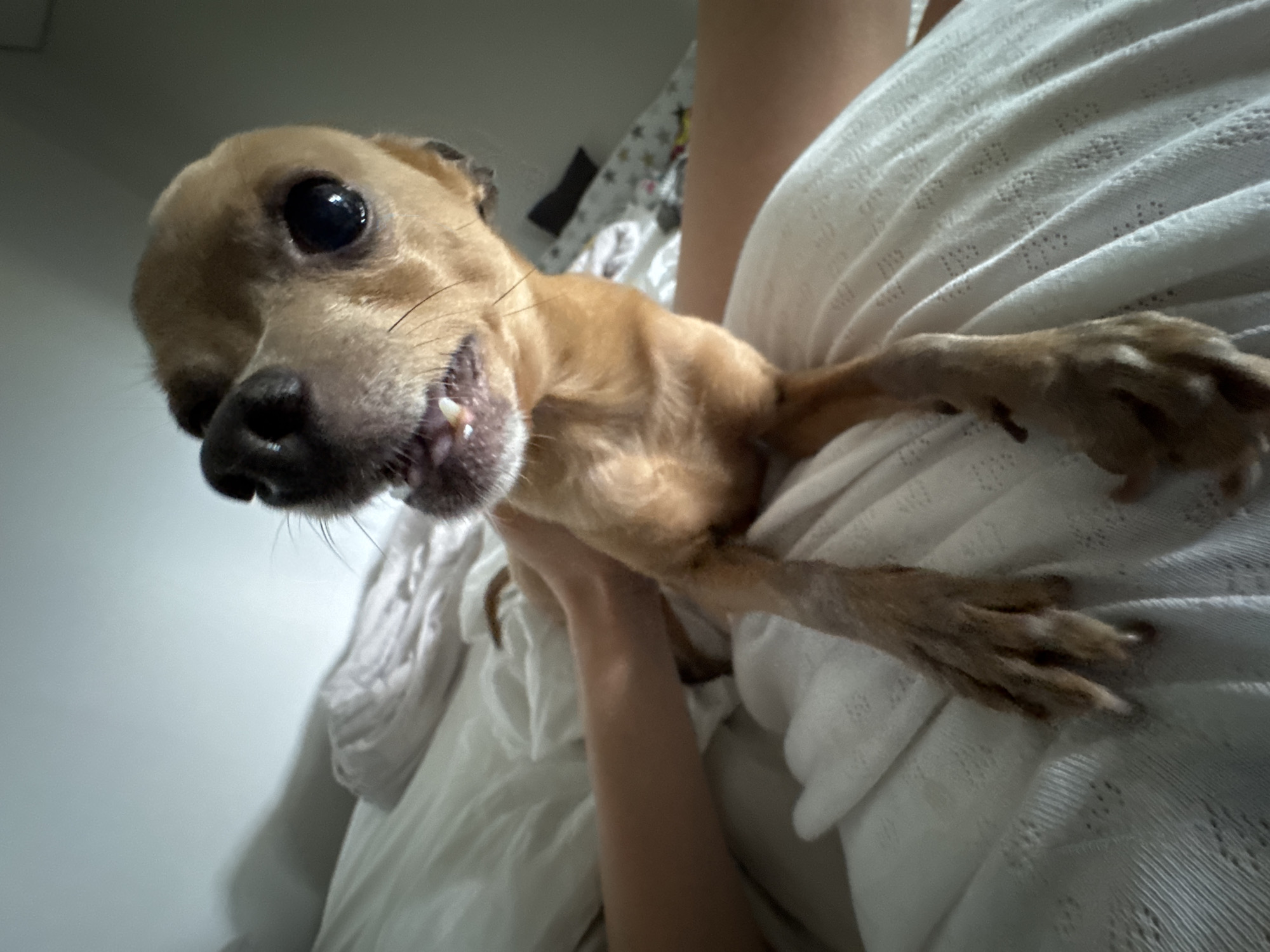 Woman and Chihuahua share quiet morning moments in Chaikovsky