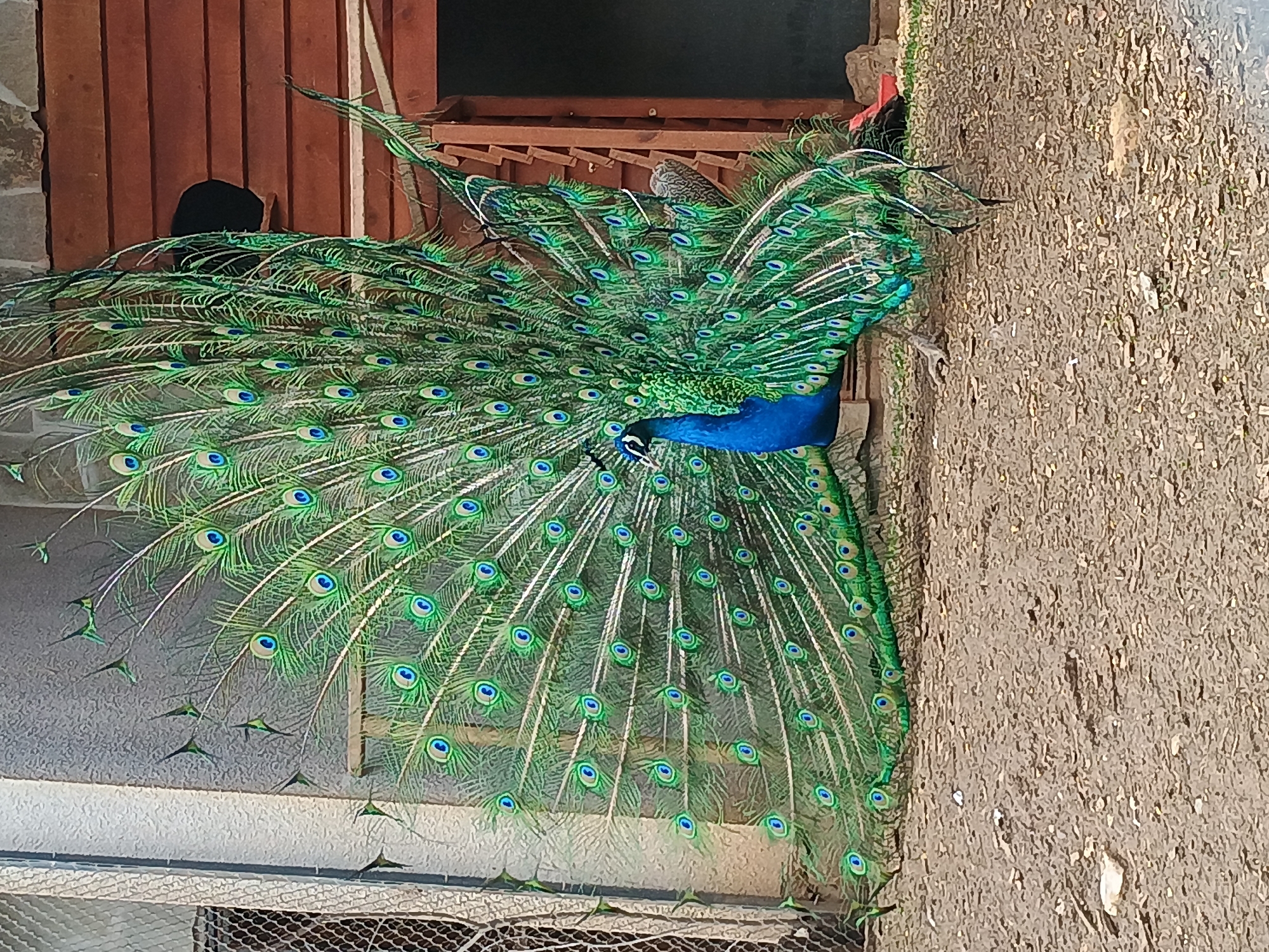 Zoo animals documented by visitors in Stara Zagora