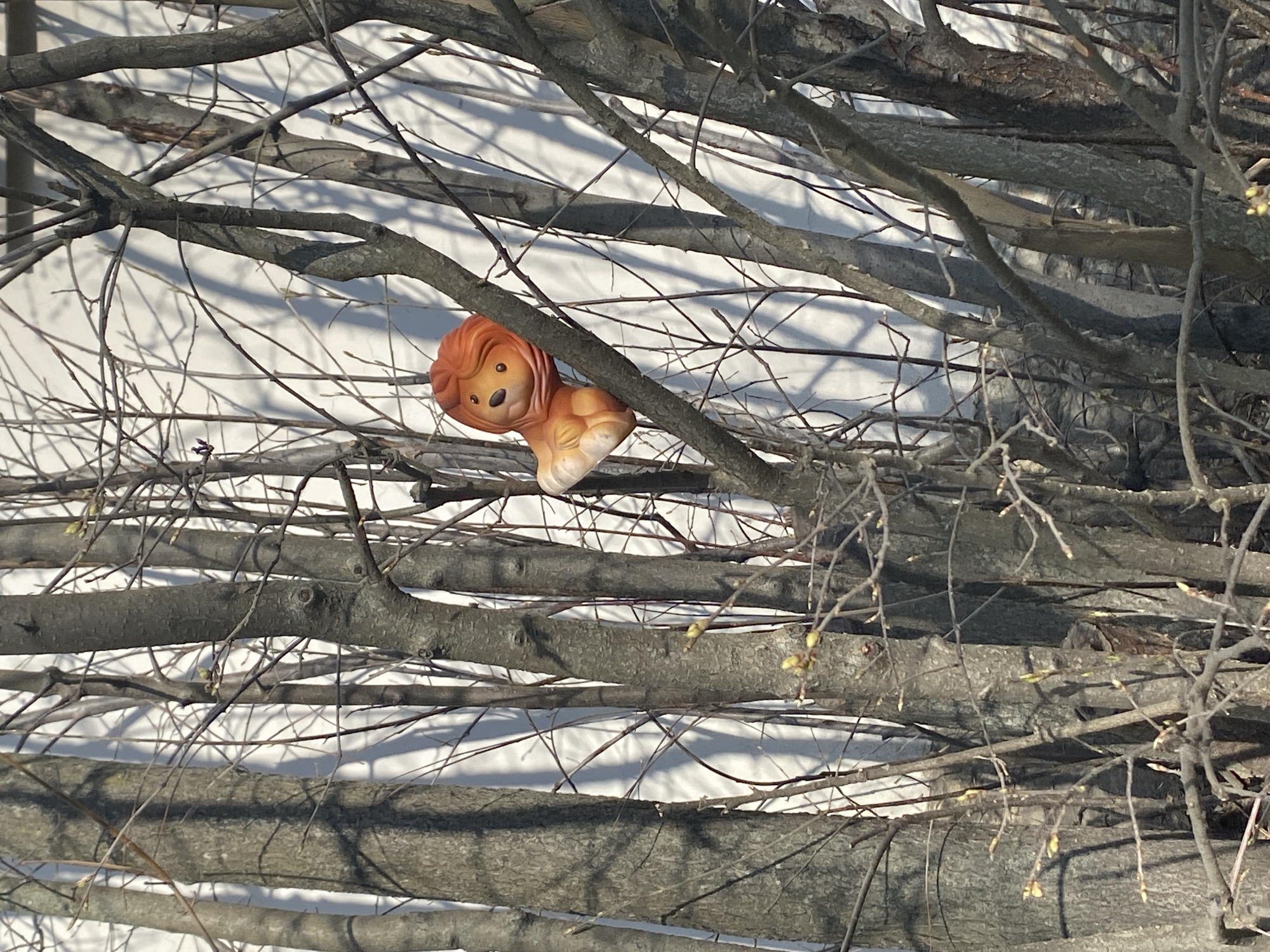 Plush toy lion spotted on tree branch in Pushkin