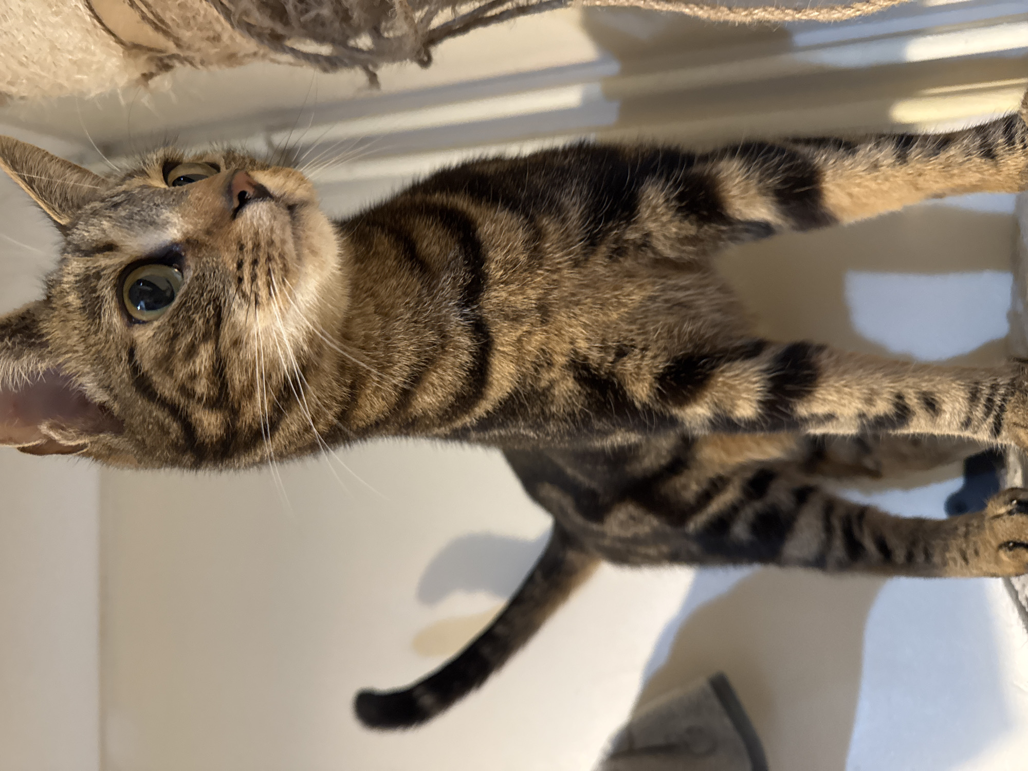 Tabby cats documented in routine domestic activities in Desborough