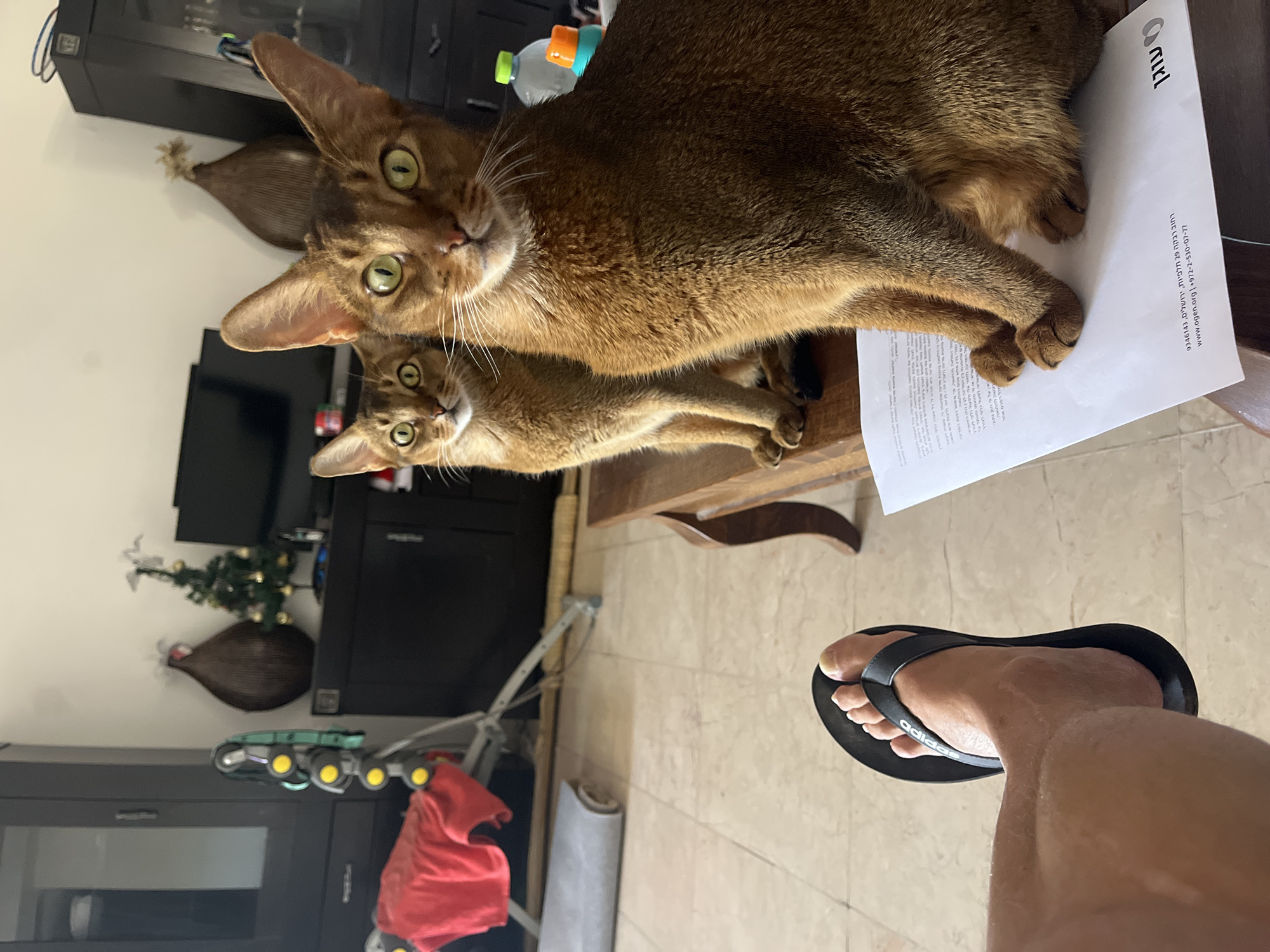 Green-eyed cats lounging indoors, completely at ease