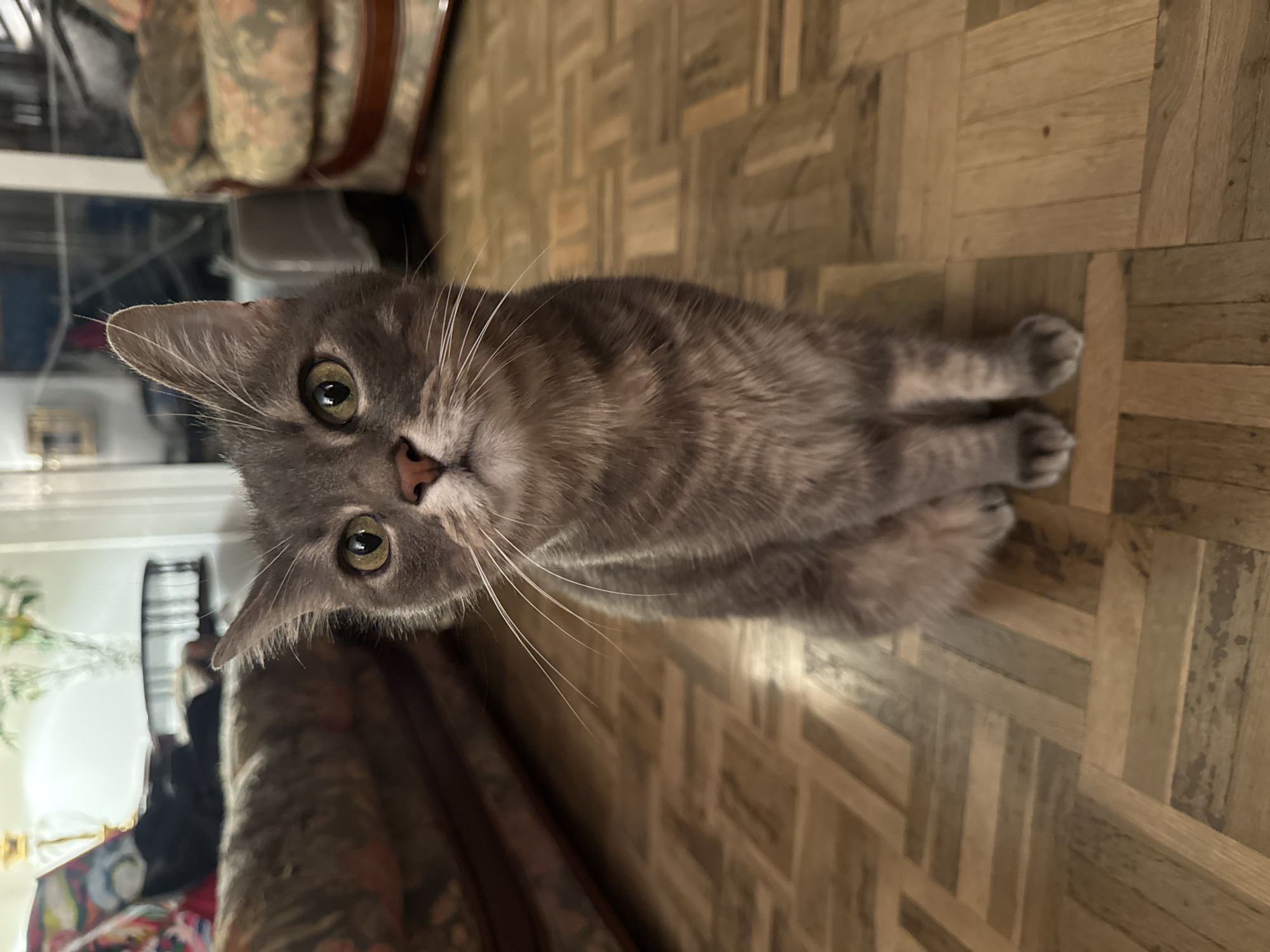 Person and grey tabby cat share quiet moment in Barcelona