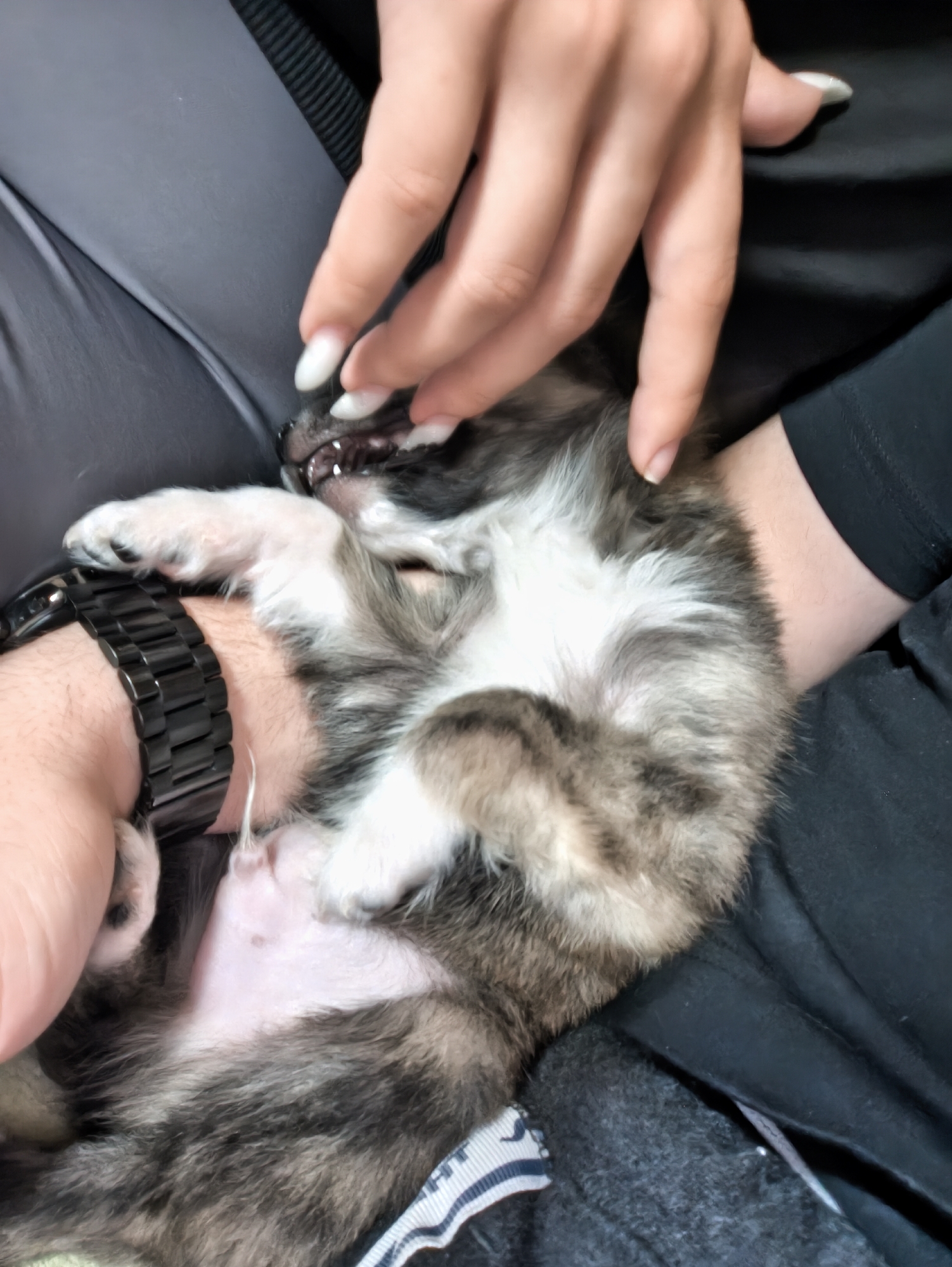 Person pets puppy in Avren, Bulgaria