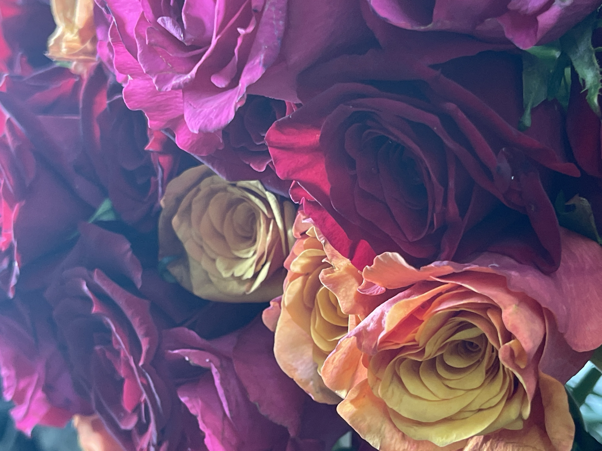 Close-up rose bouquet in rich pinks, reds, and orange