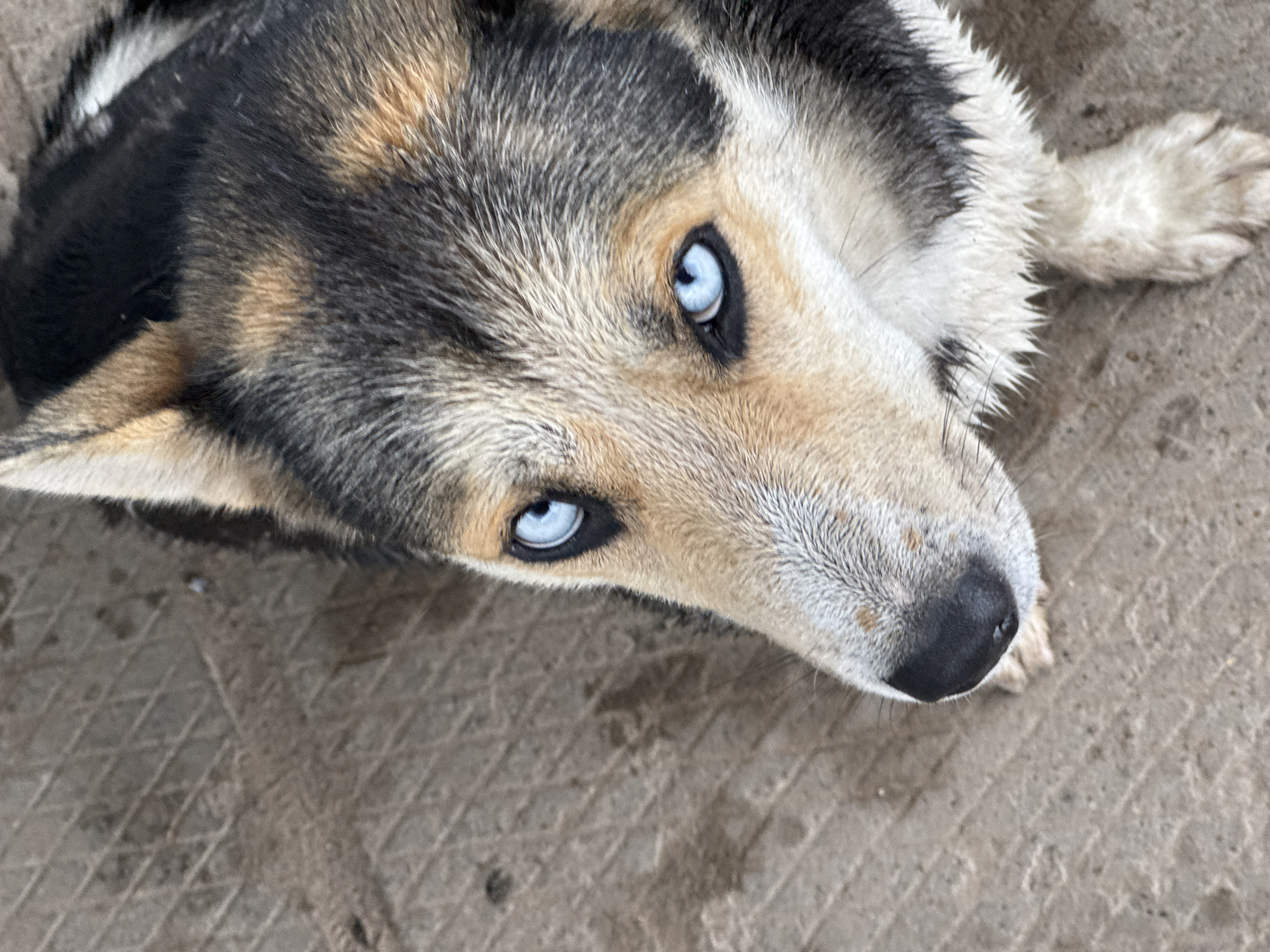 Blue-eyed Husky photographed during rainy morning in Mozhga, Russia