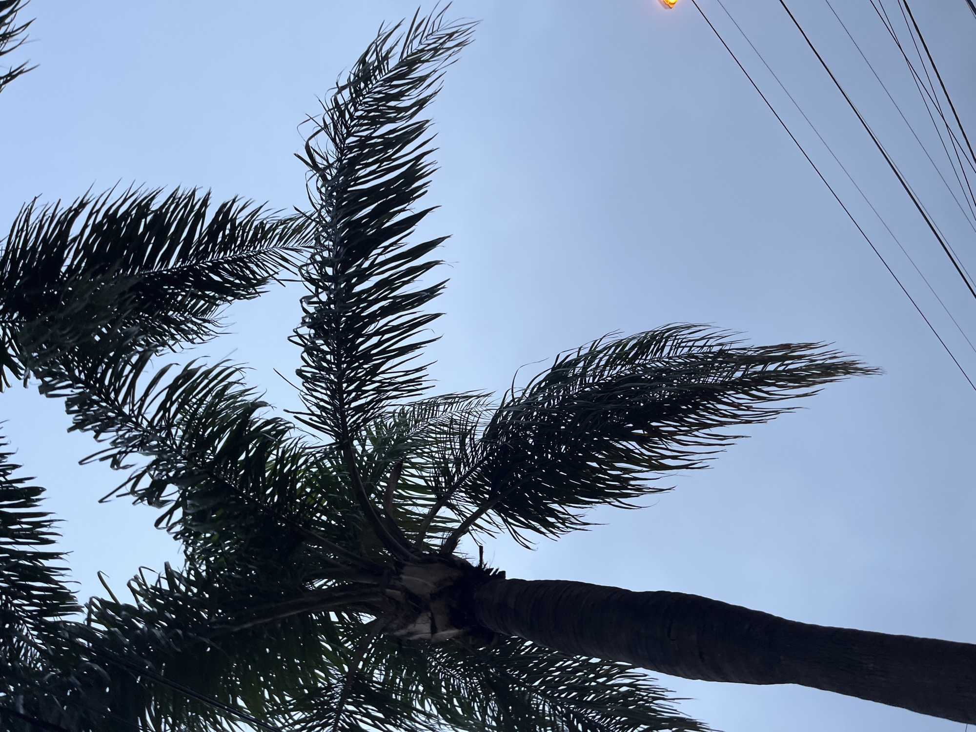 Palm trees photographed against blue sky in Cordoba, Argentina