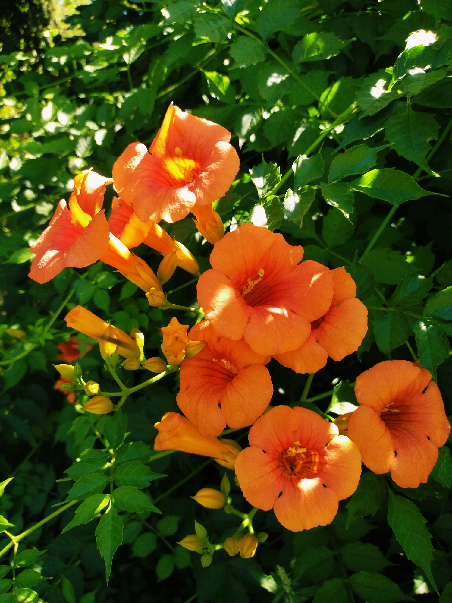Sunny morning stroll through Horishni Plavni's blooming streets