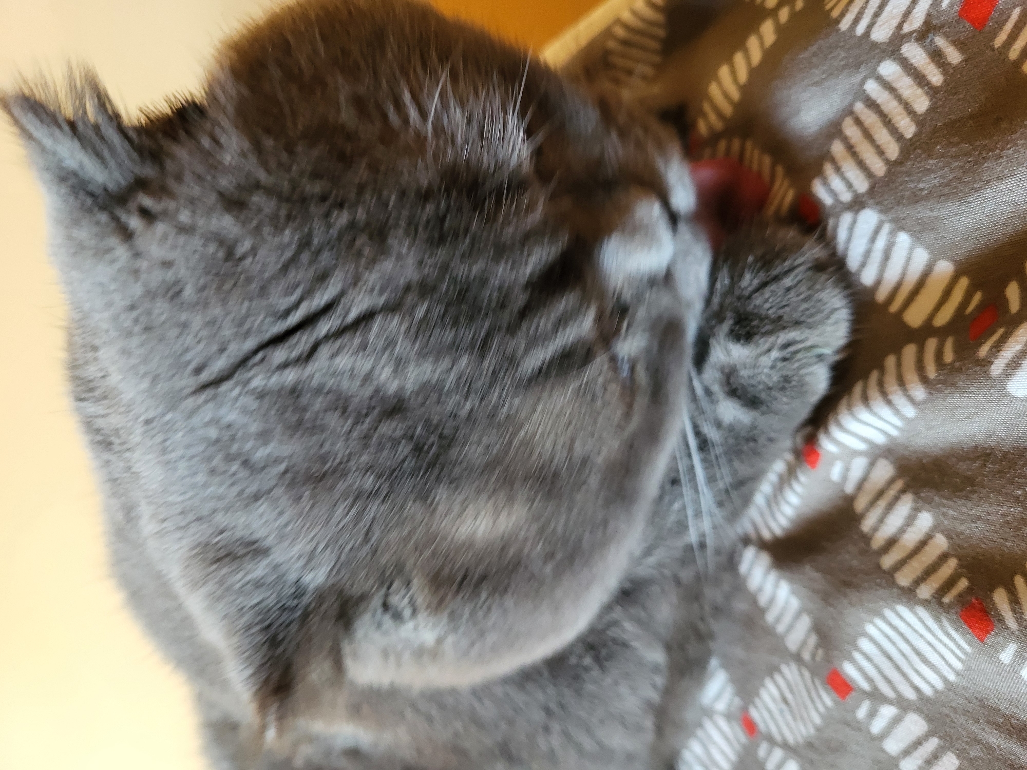Gray Scottish Fold cat grooming session captured indoors