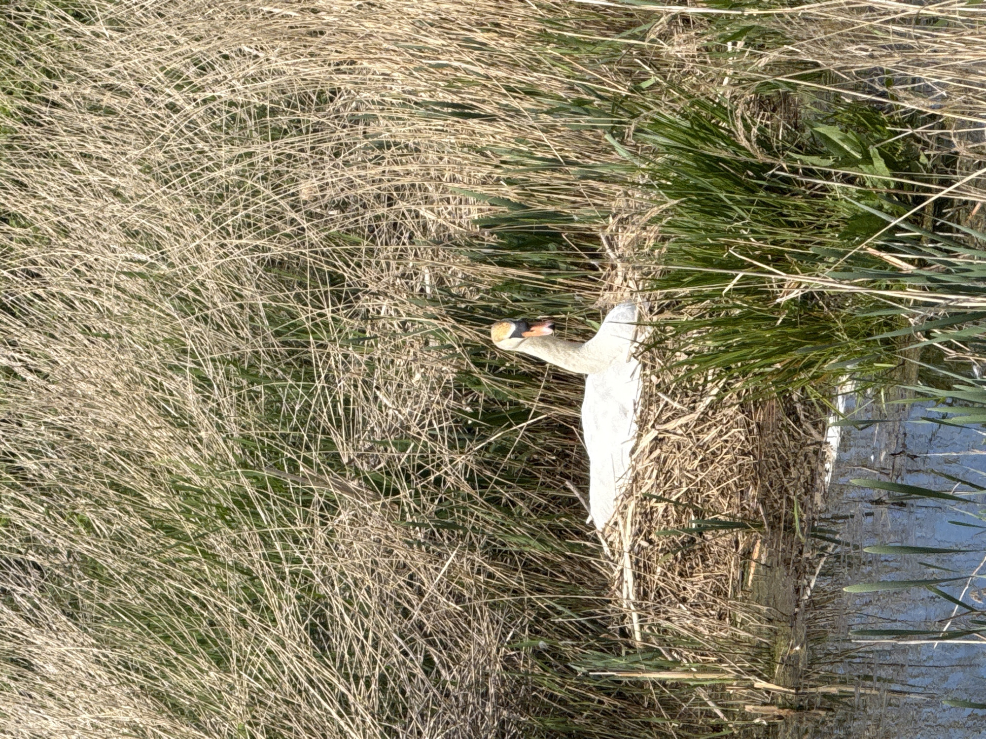 Swan spotted nesting in Great Yarmouth marshland