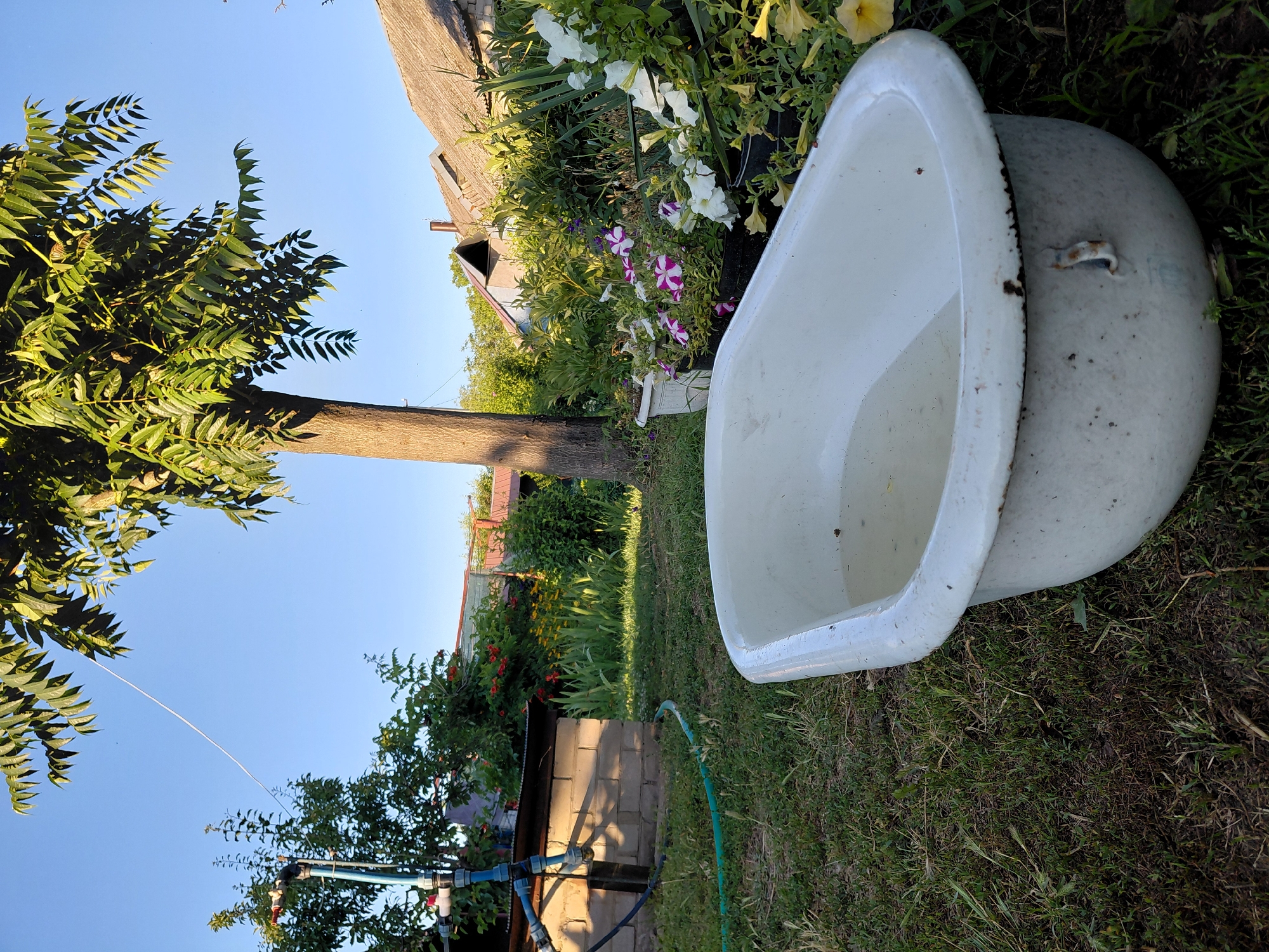A lush summer garden in peak bloom and harvest season