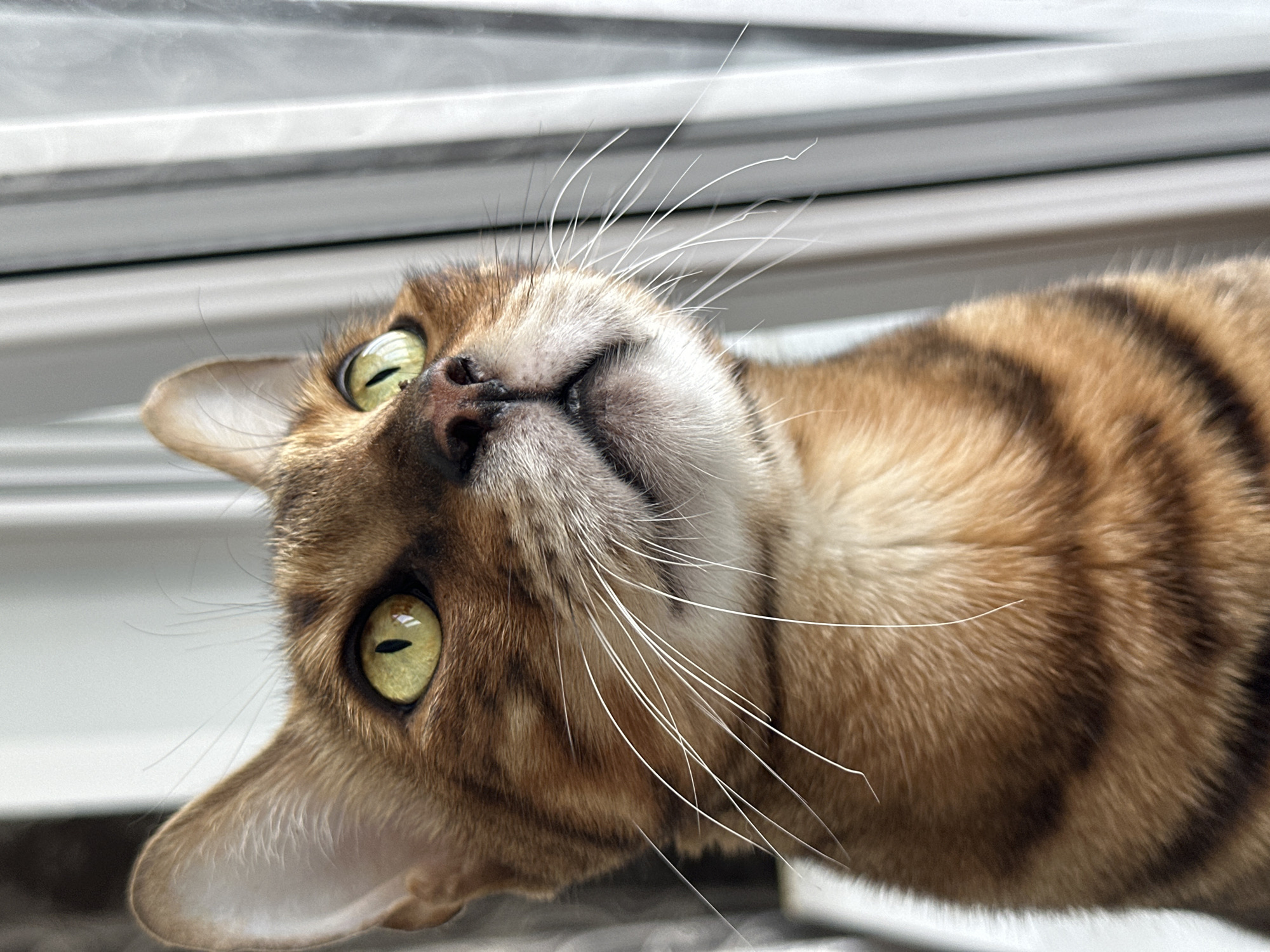 Bengal cat photographed up close on a Russian windowsill
