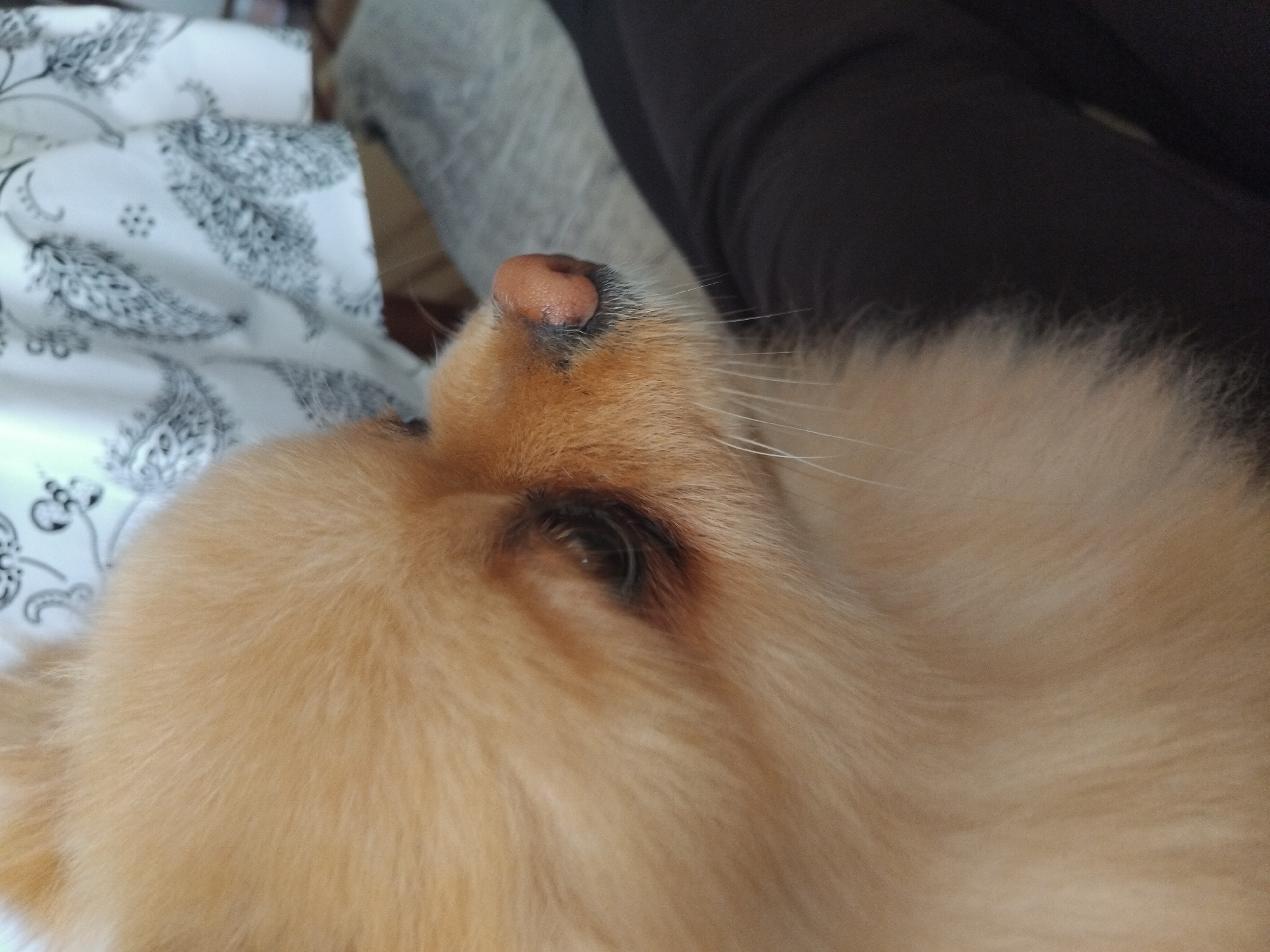 Pomeranian dog photographed resting indoors in Apriltsi, Bulgaria