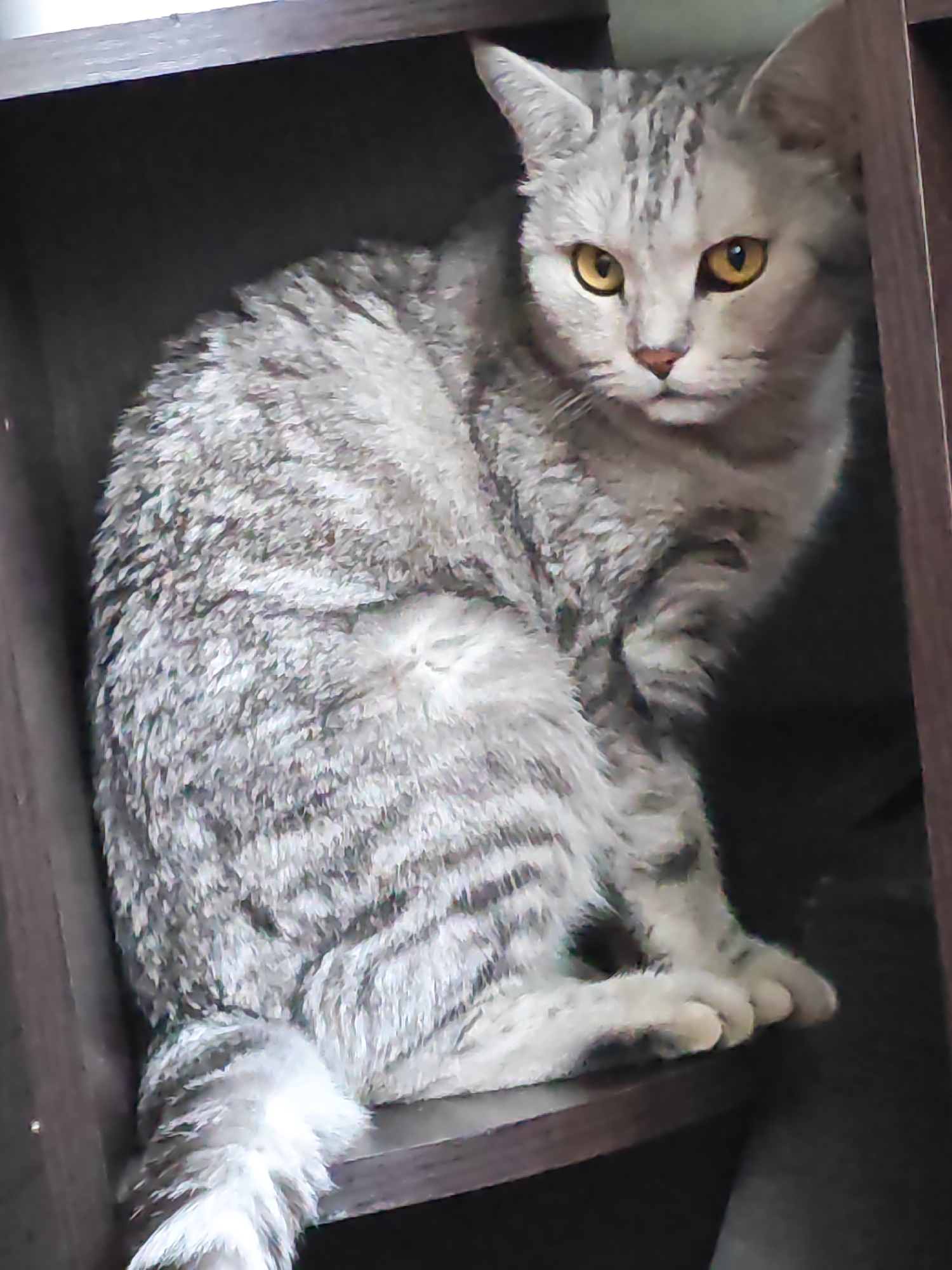 Kittens, small dogs, and backyard greenery in Tolyatti