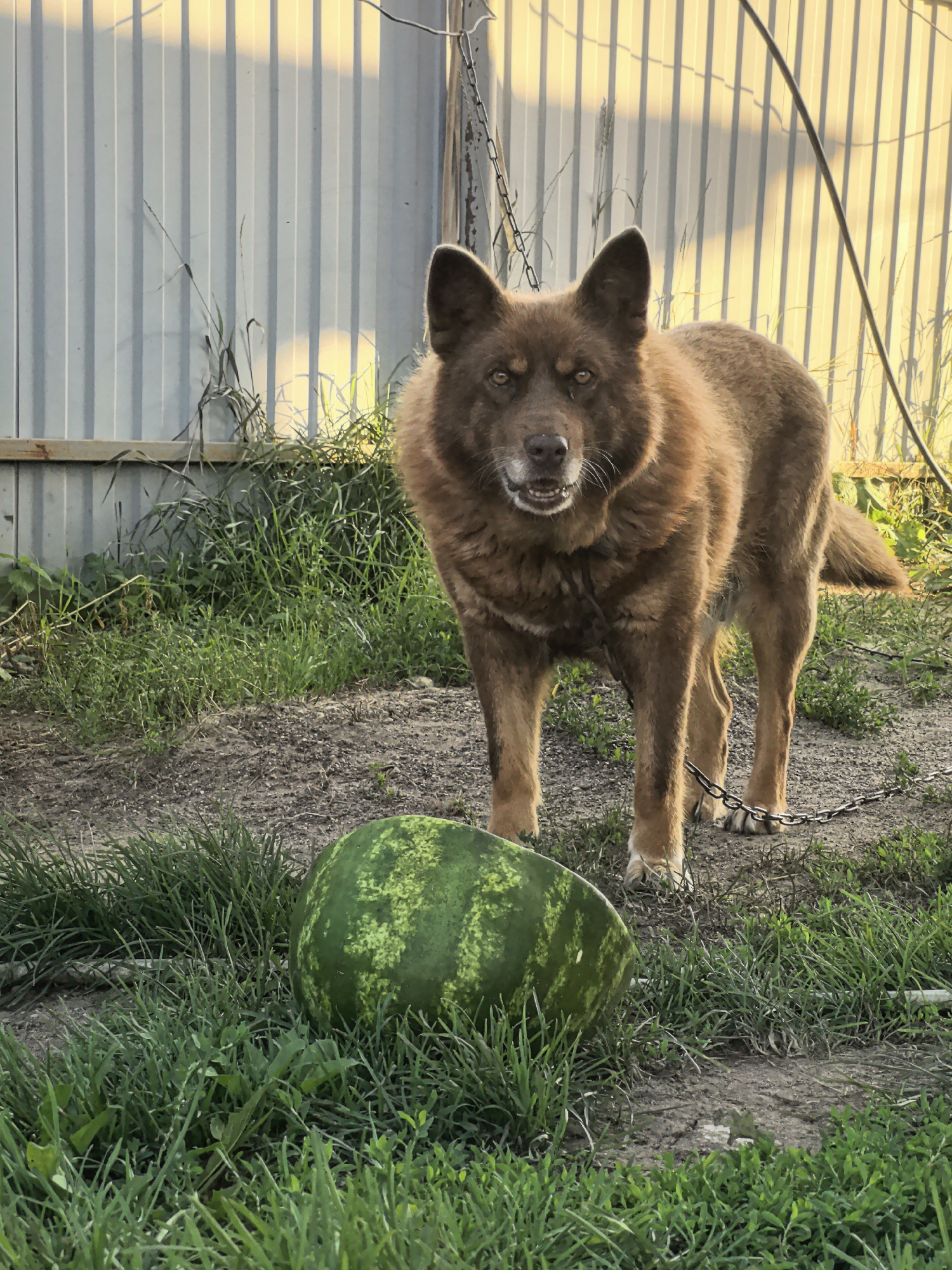 Lazy summer afternoon at a Gorny backyard