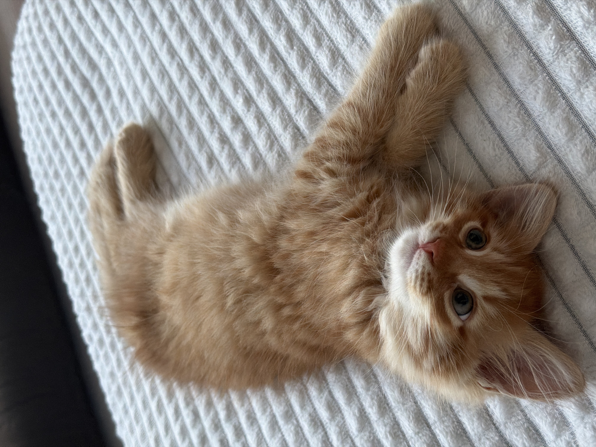 Orange kitten plays on blanket in Moscow region