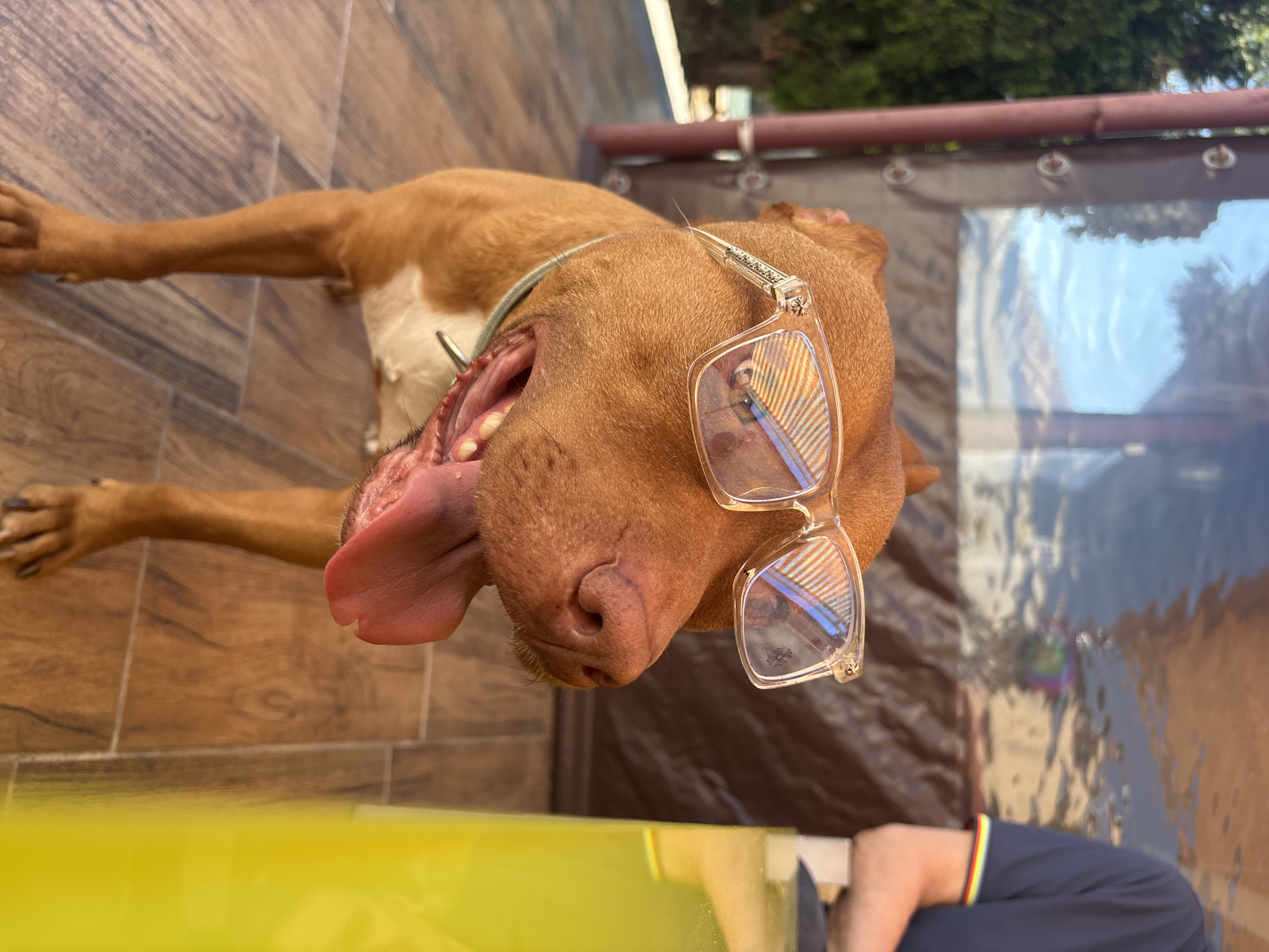 Dog wearing glasses photographed panting on floor in Bulgaria