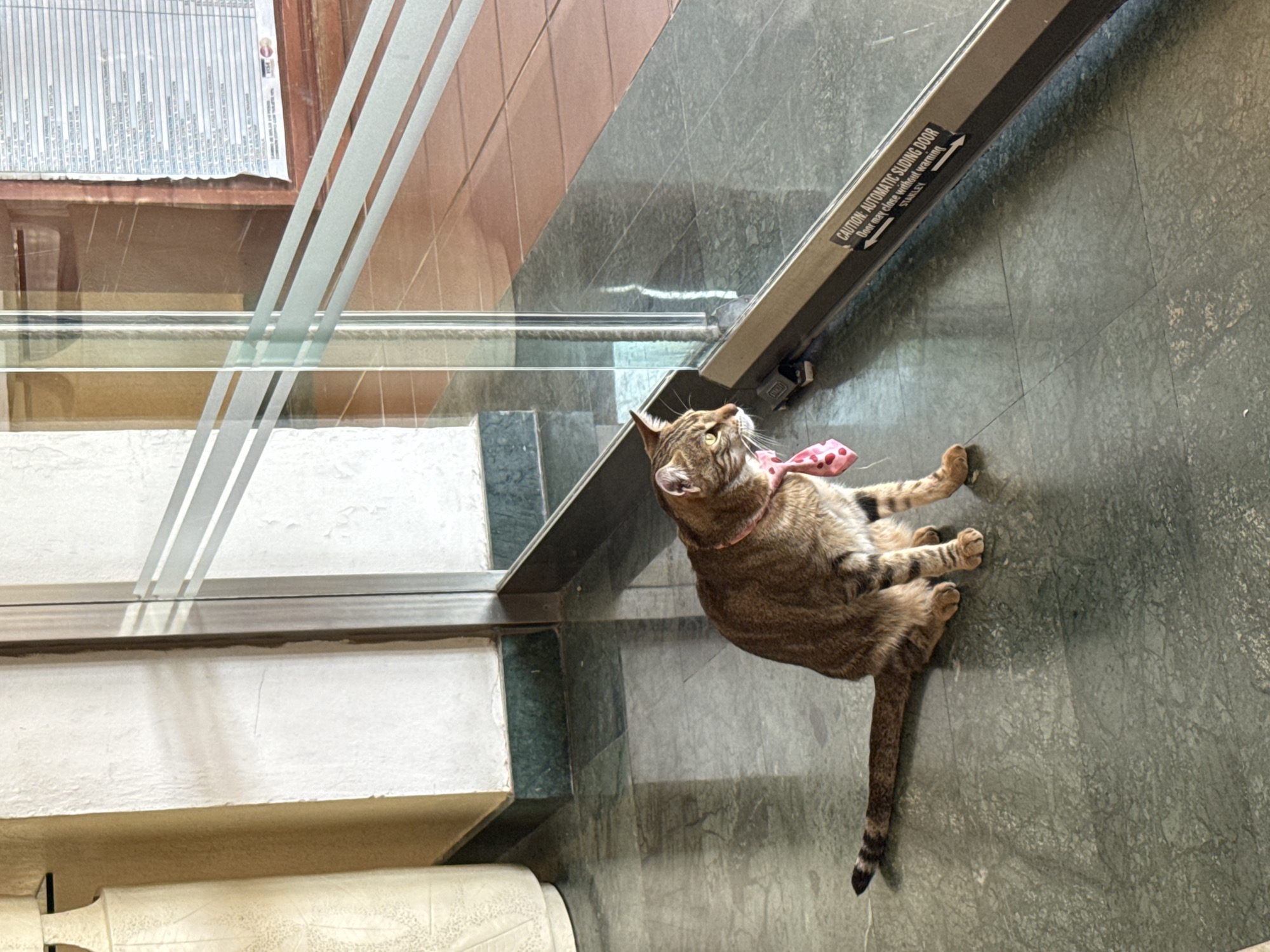 Bow-tied cat spotted at Playa del Carmen resort entrance