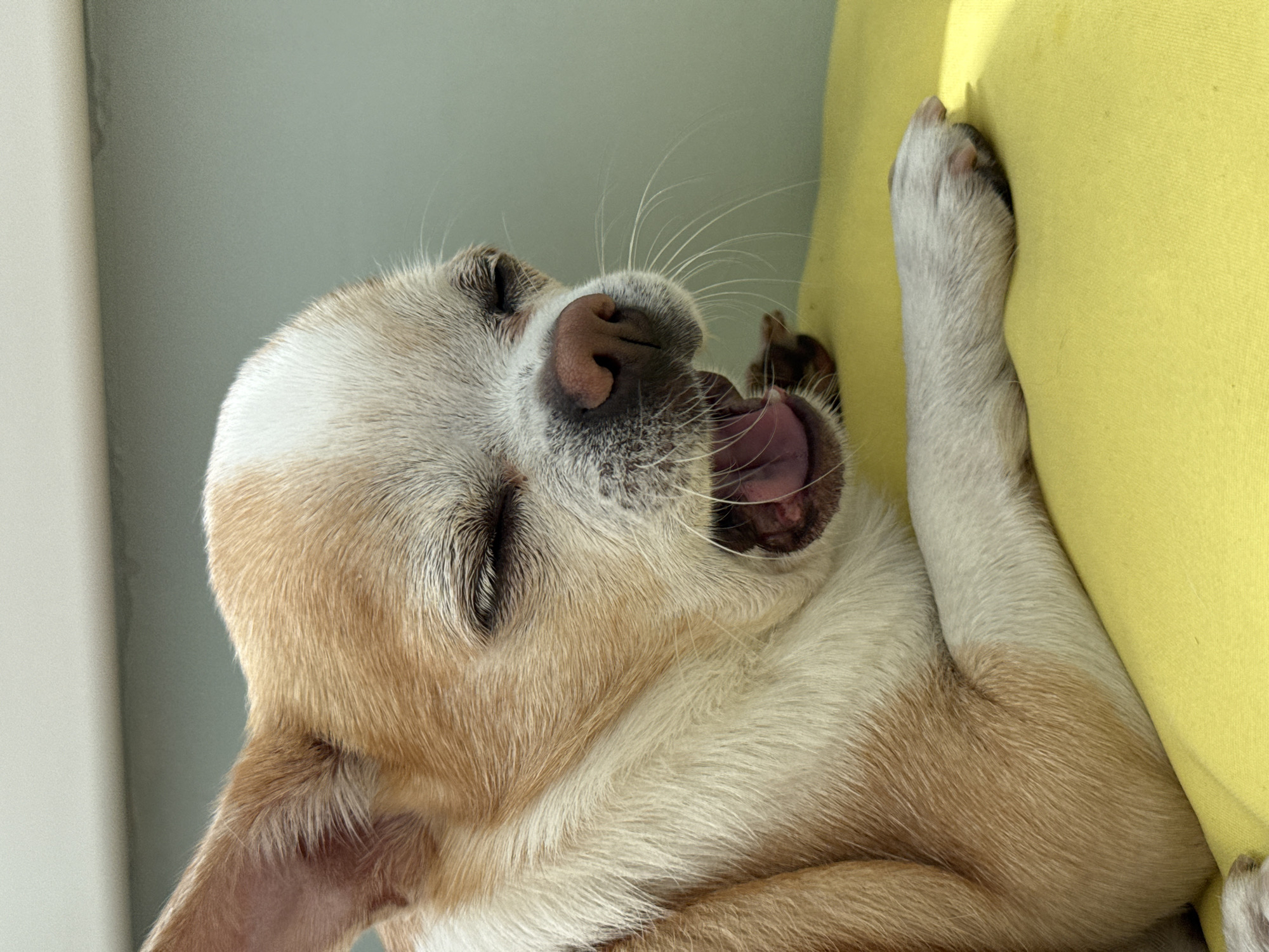 Chihuahua spotted napping peacefully on gray couch with yellow pillows