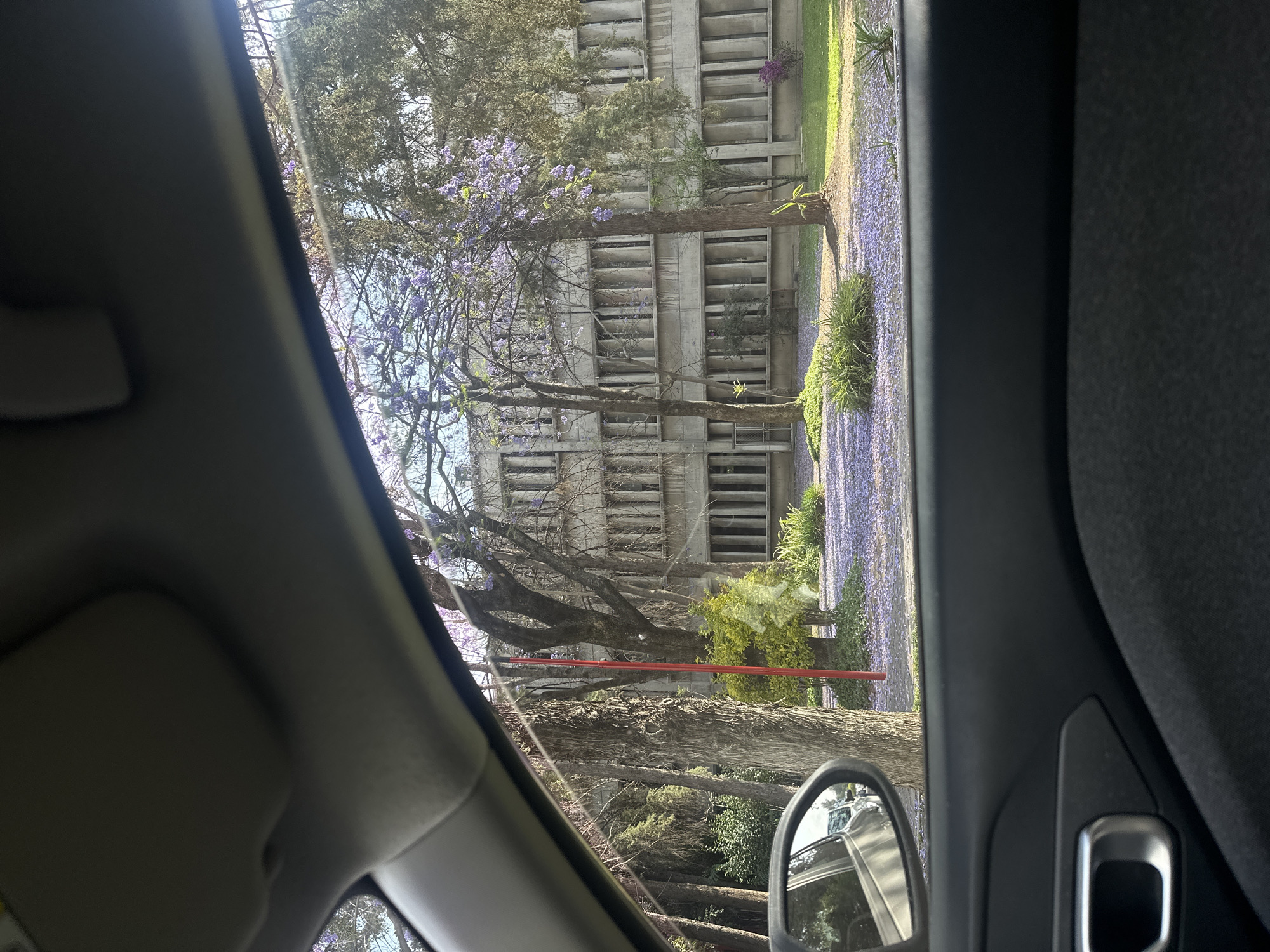Purple-flowering trees frame concrete building in Puebla, Mexico
