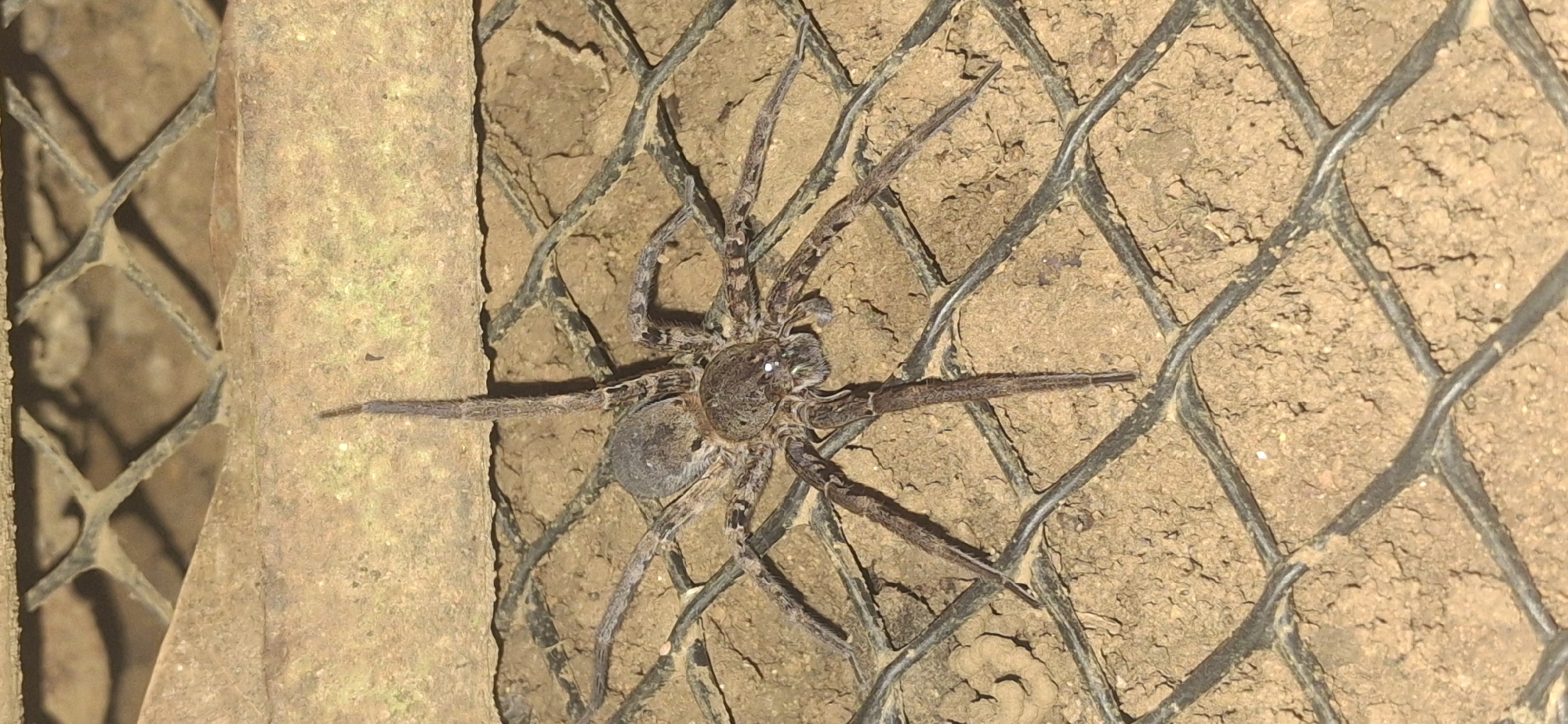 Large spider on mesh surface, Vallecito, Venezuela