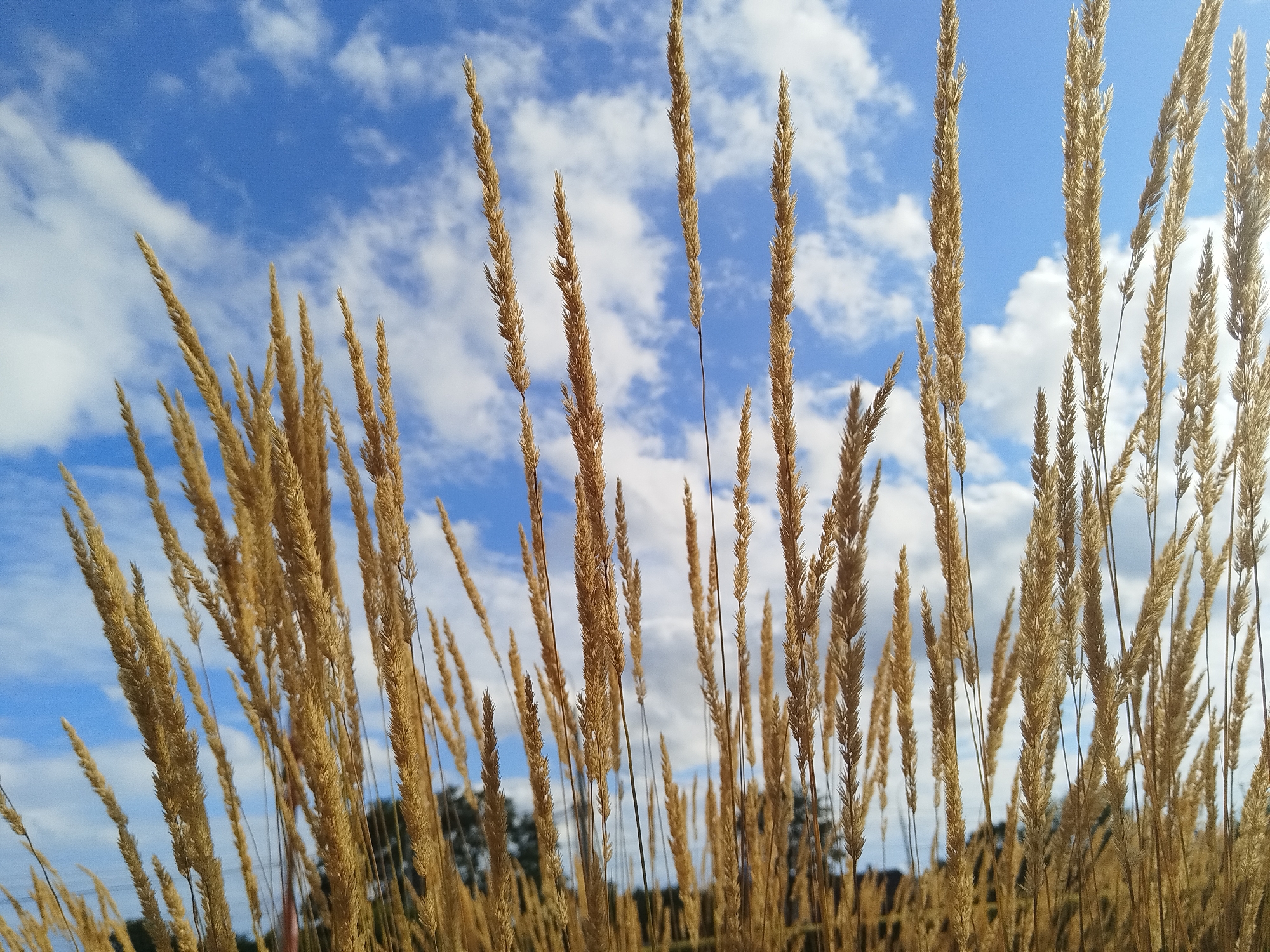 Roses, reeds, and crows in a Brest green space