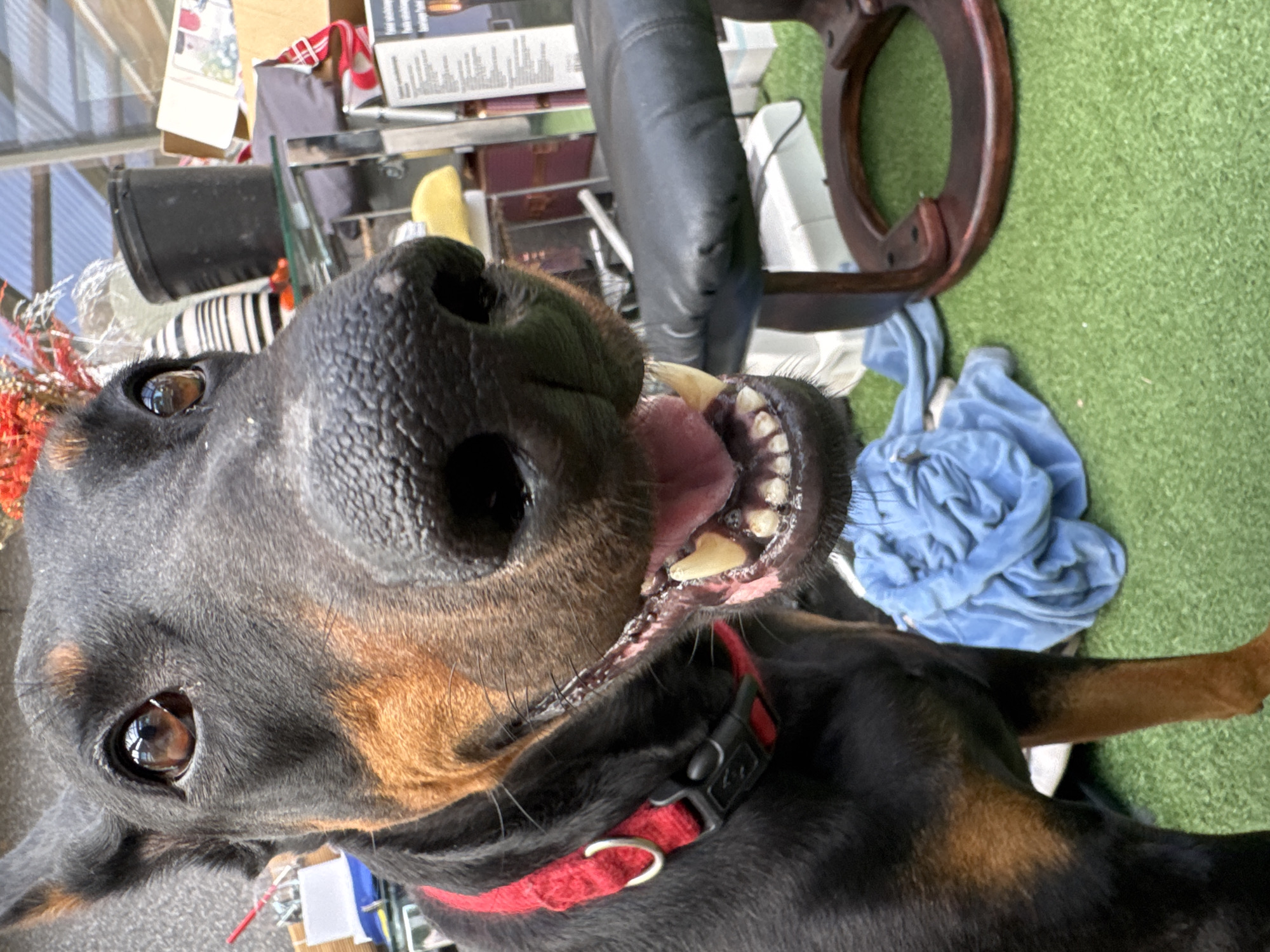 Doberman Pinscher up close, indoors and out