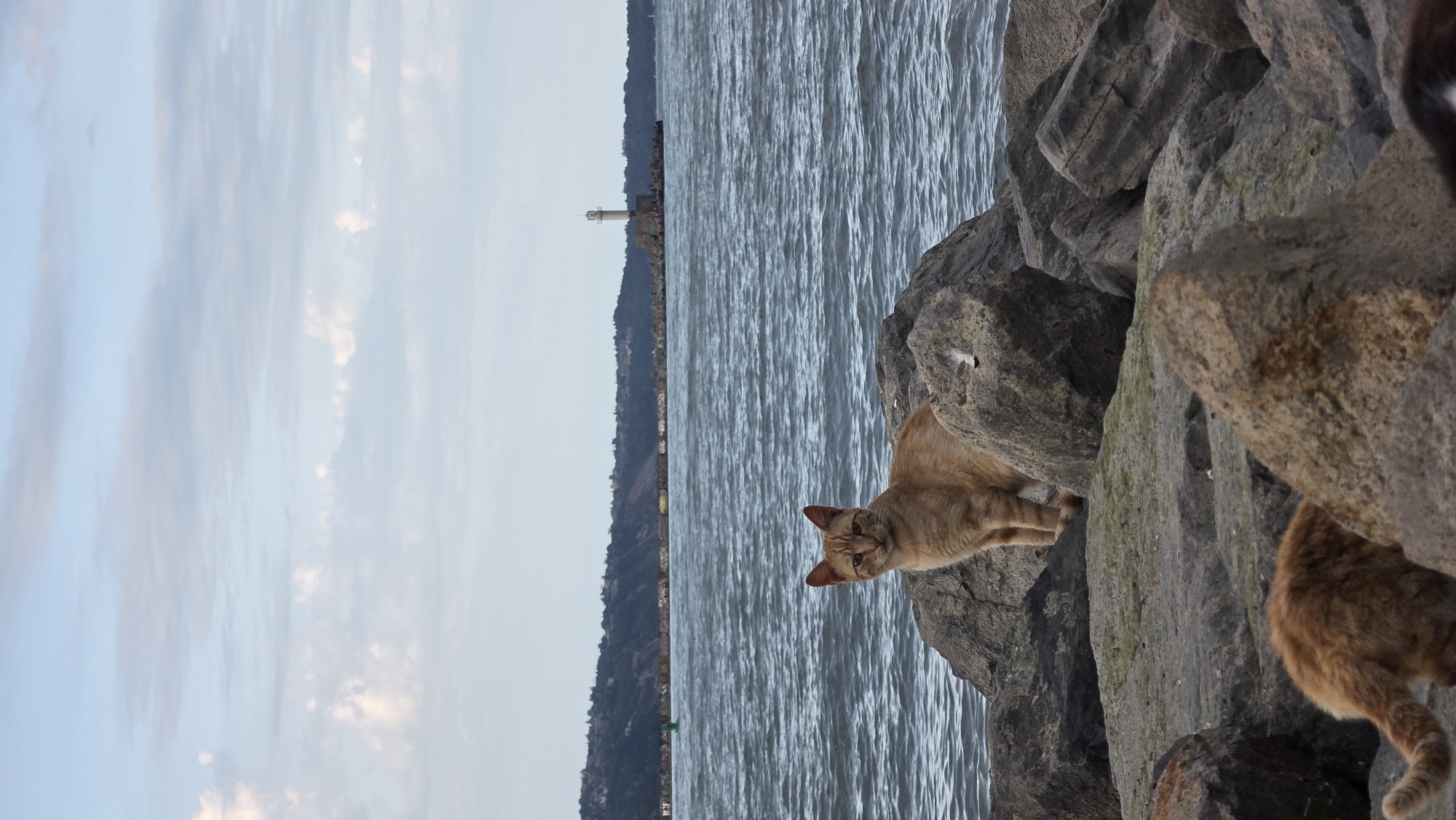 Fishermen and cats share Varna coastline near lighthouse