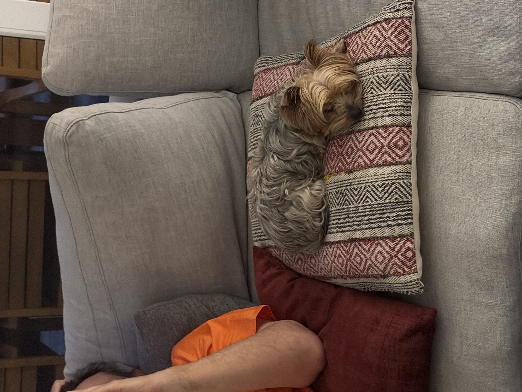 Yorkshire Terrier enjoys quiet moments with owner in Mexico