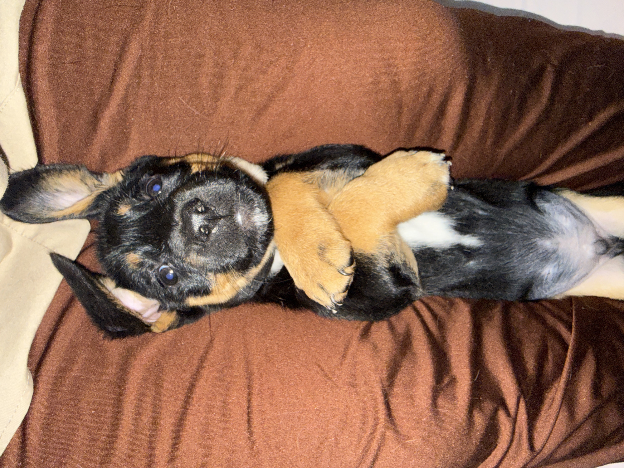 Playful puppies photographed resting on fabric surfaces in Birobidzhan