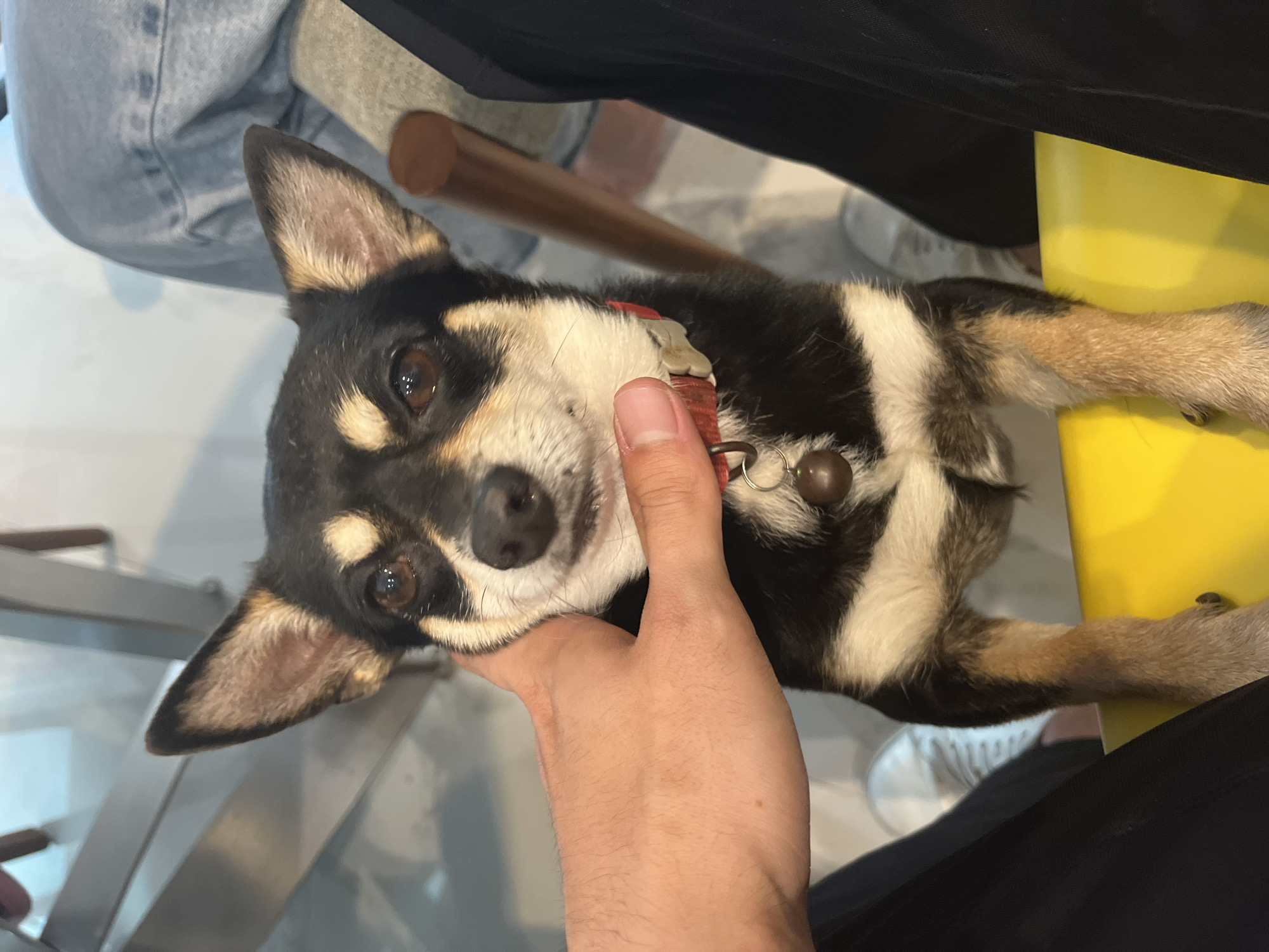 Person holds small Chihuahua dog in Coatzacoalcos evening