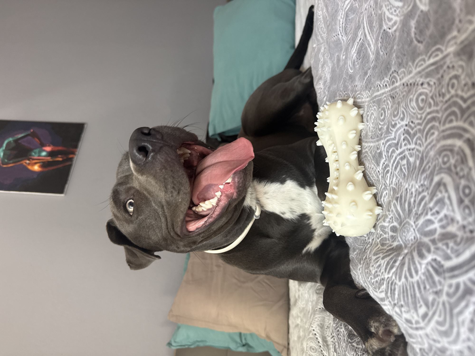 Lazy morning in Varna: a pit bull on the bed, breakfast ready