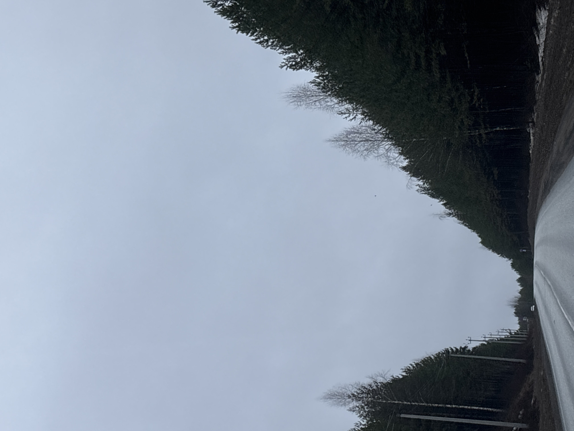 Overcast morning captured on tree-lined road in Chaikovsky, Russia